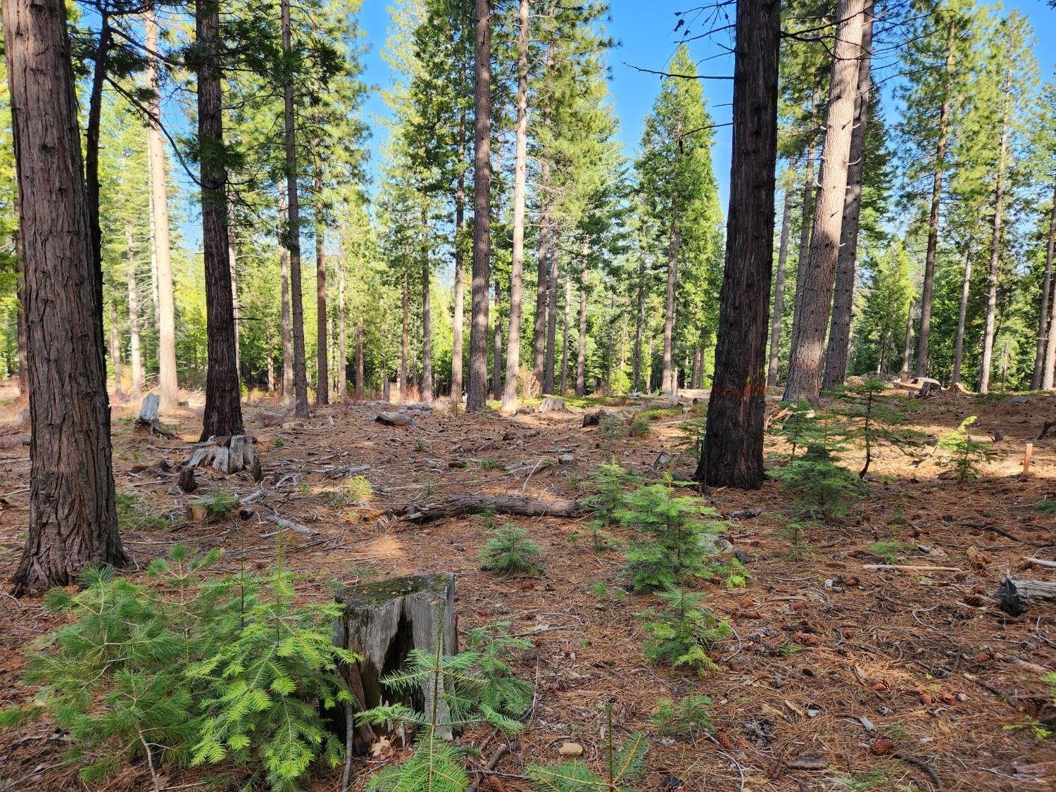 Meko Drive, Camp Connell, California image 12