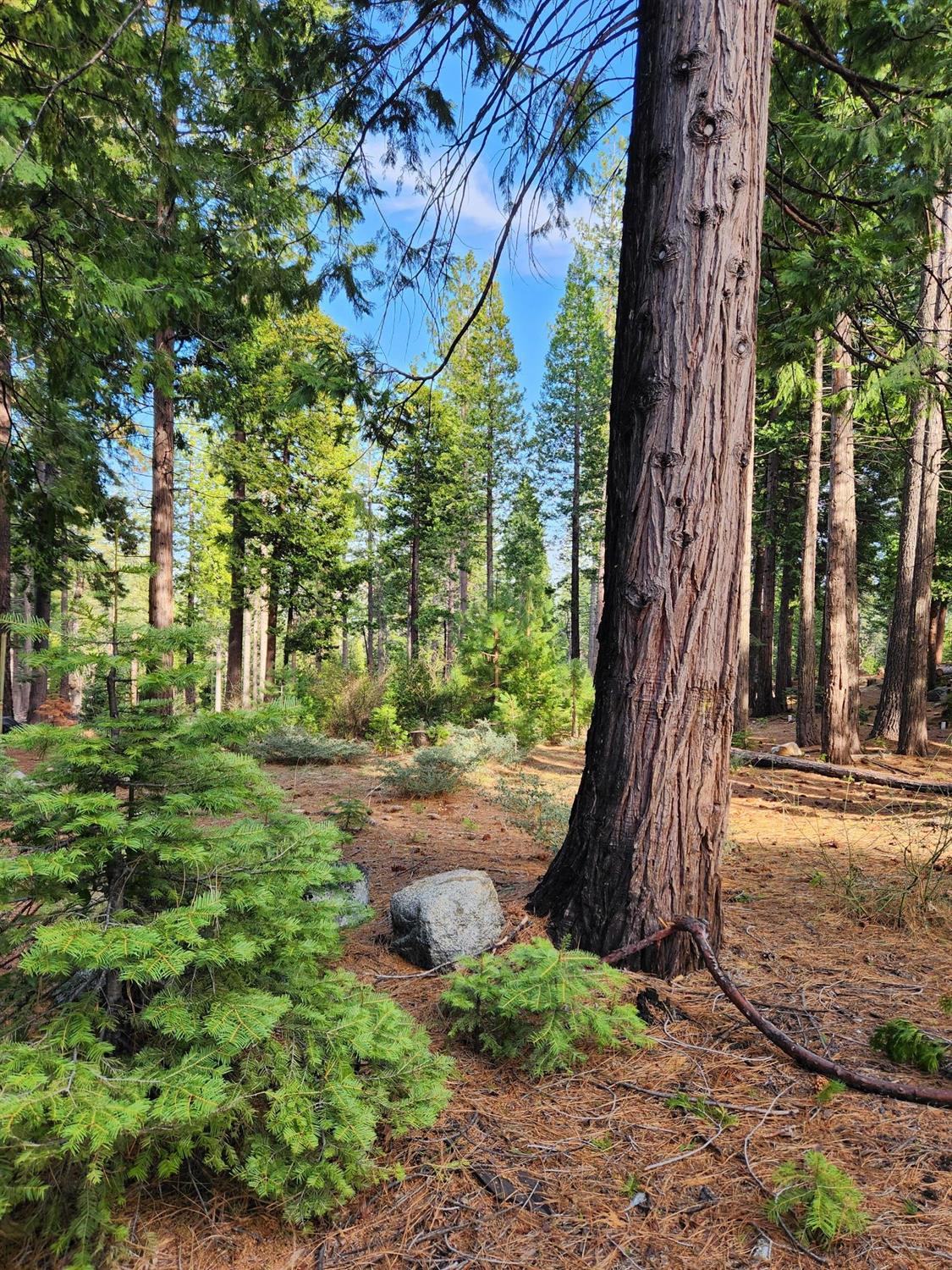 Meko Drive, Camp Connell, California image 8