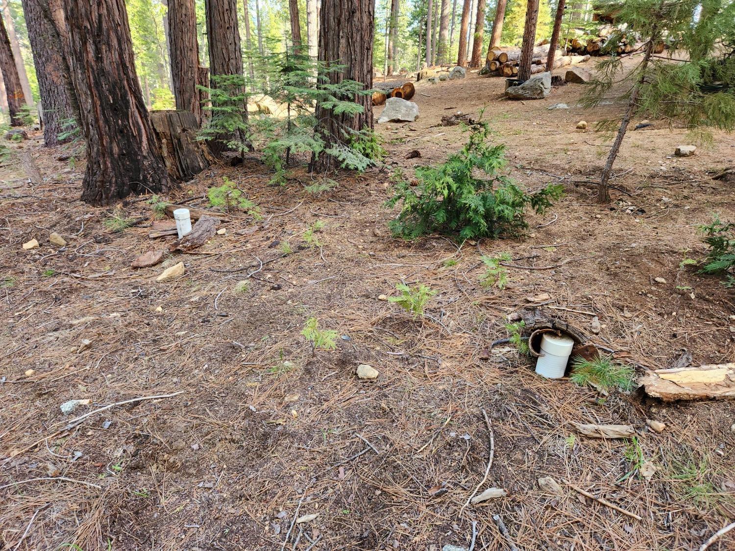 Meko Drive, Camp Connell, California image 10