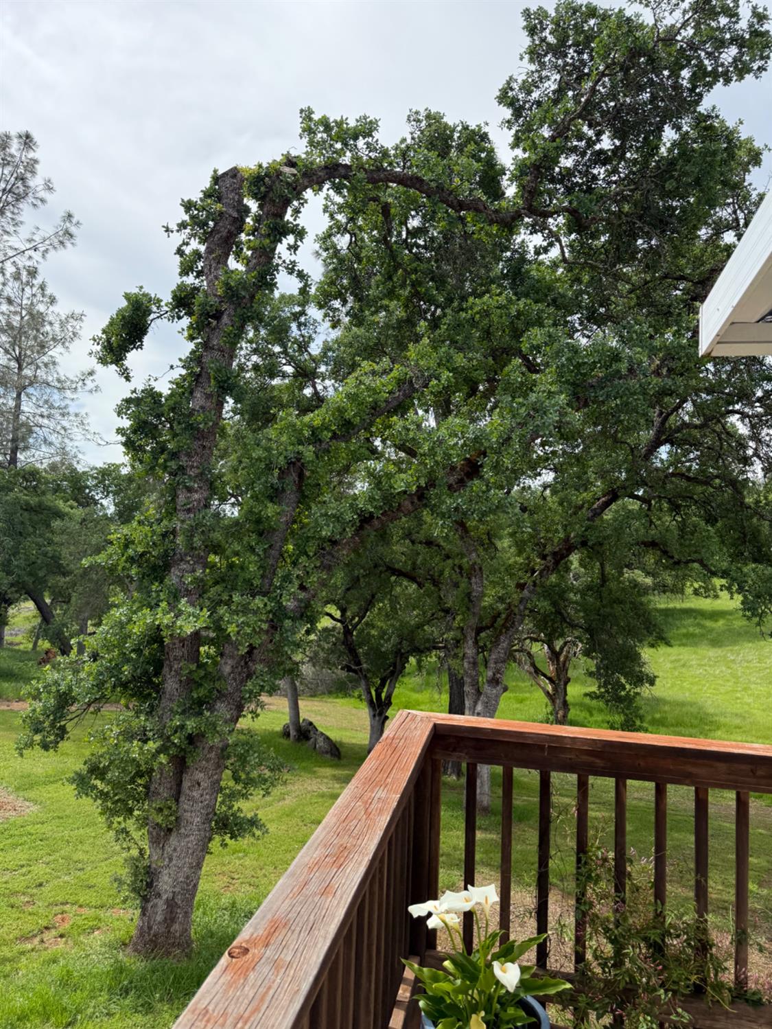 Detail Gallery Image 53 of 61 For 51 Woodvine Lane Ln, Bangor,  CA 95901 - 3 Beds | 2 Baths