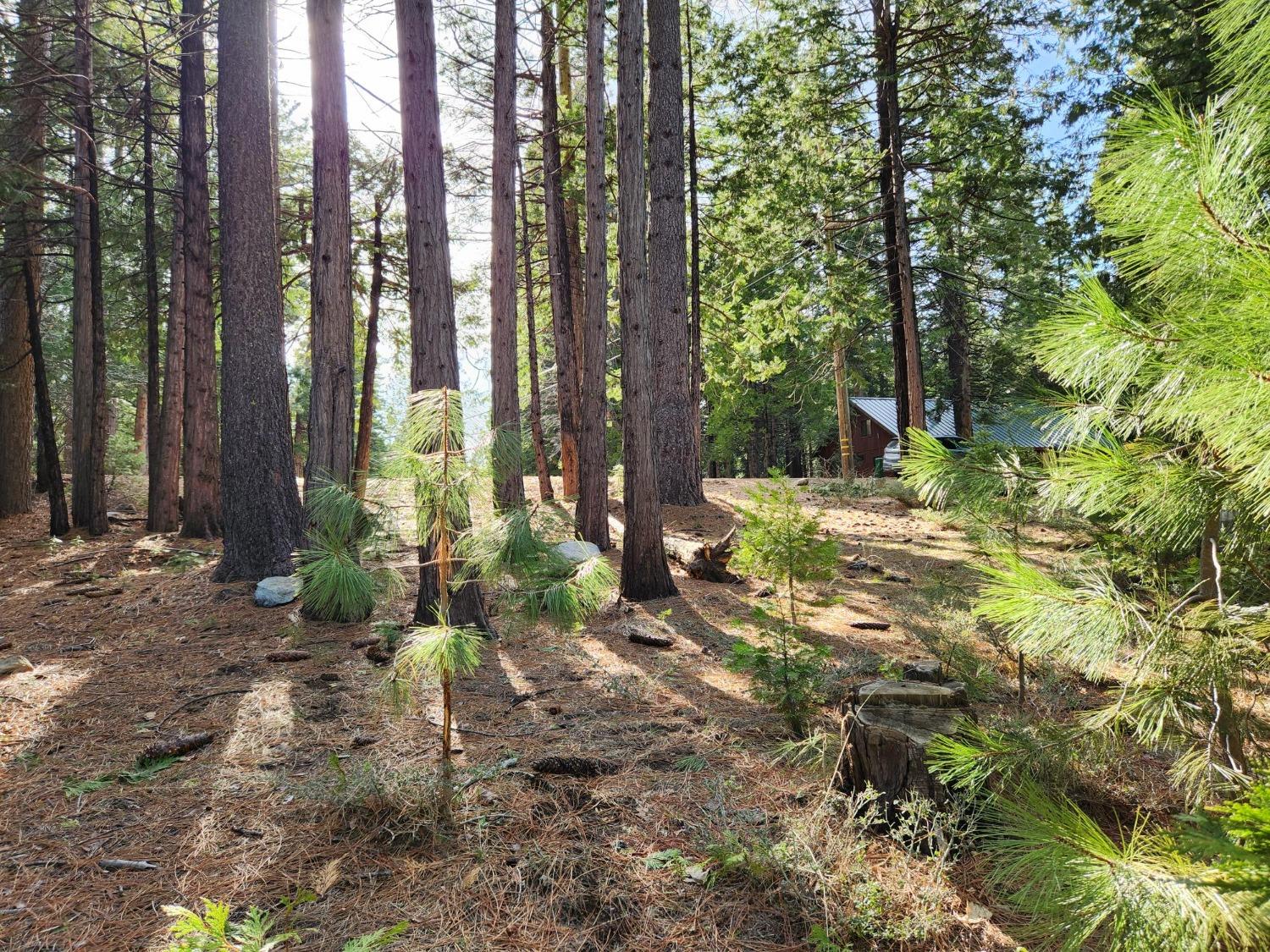 Meko Drive, Camp Connell, California image 6