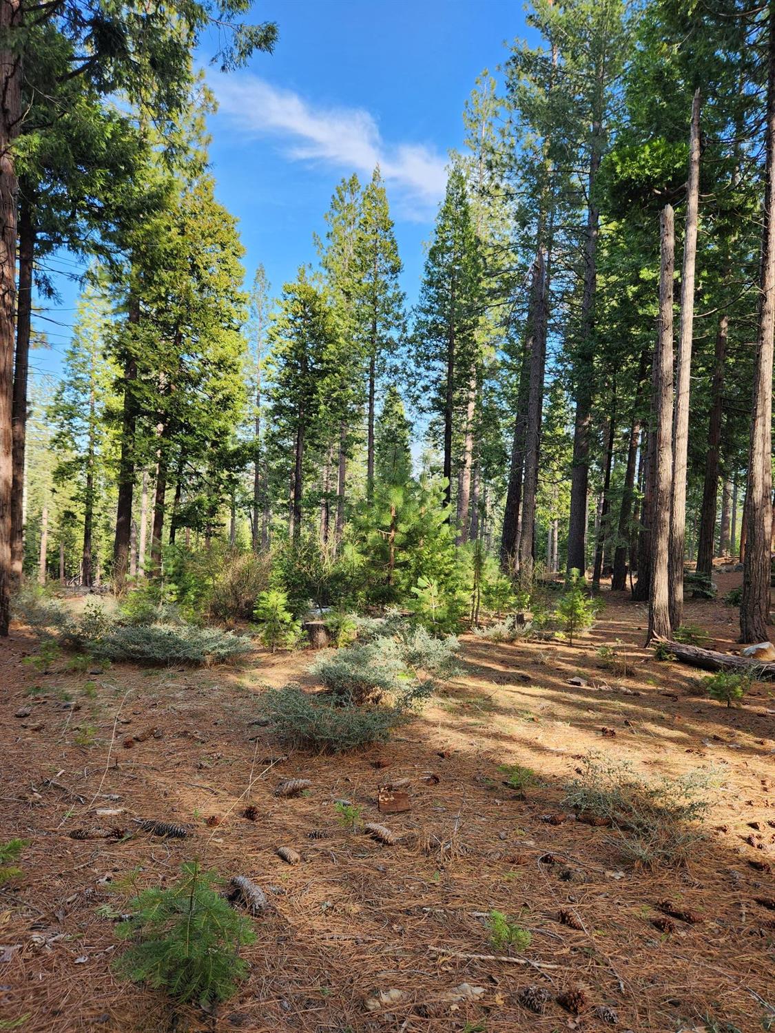 Meko Drive, Camp Connell, California image 7