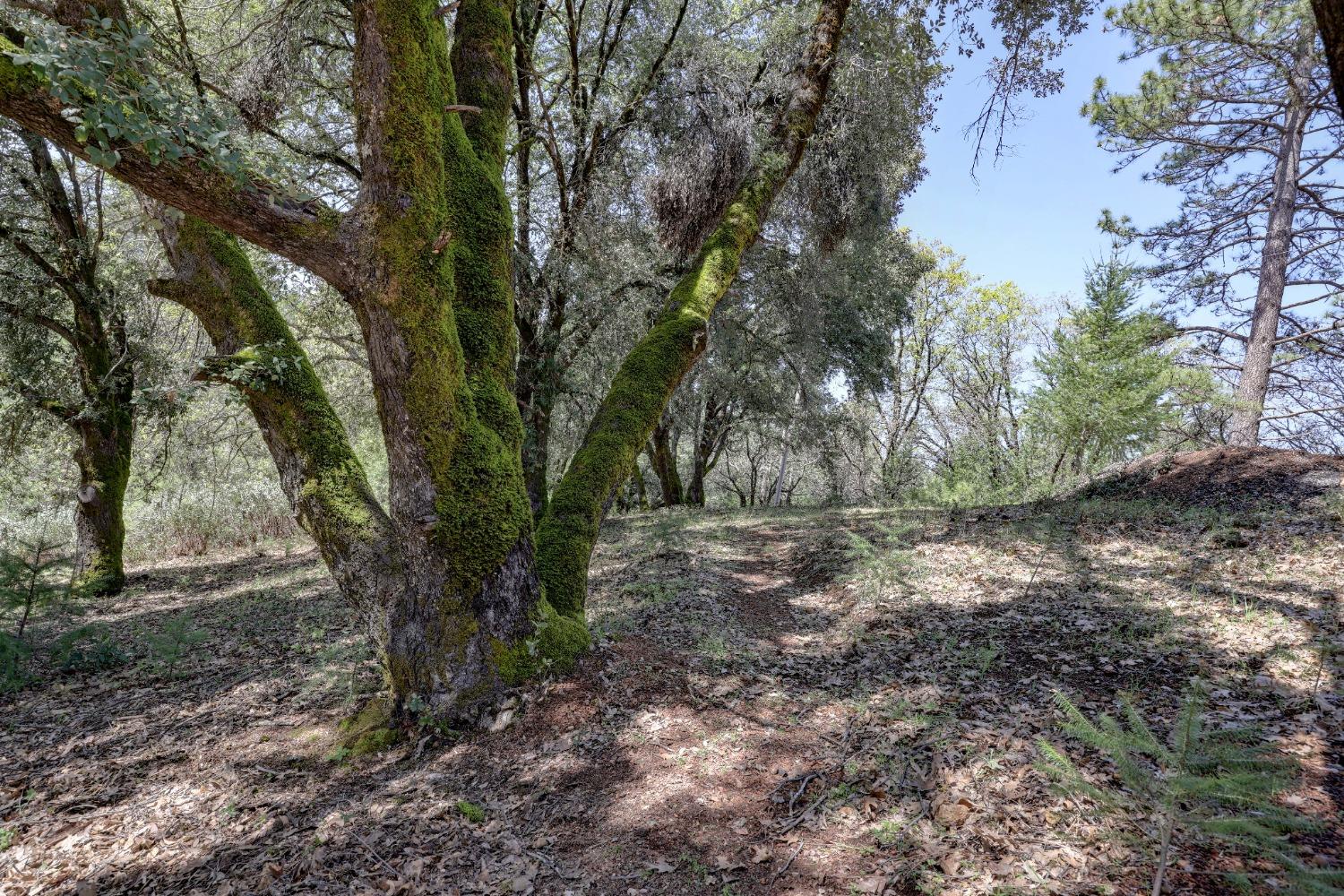 Detail Gallery Image 42 of 46 For 450 Hill Haven Dr, Colfax,  CA 95713 - 3 Beds | 2/1 Baths