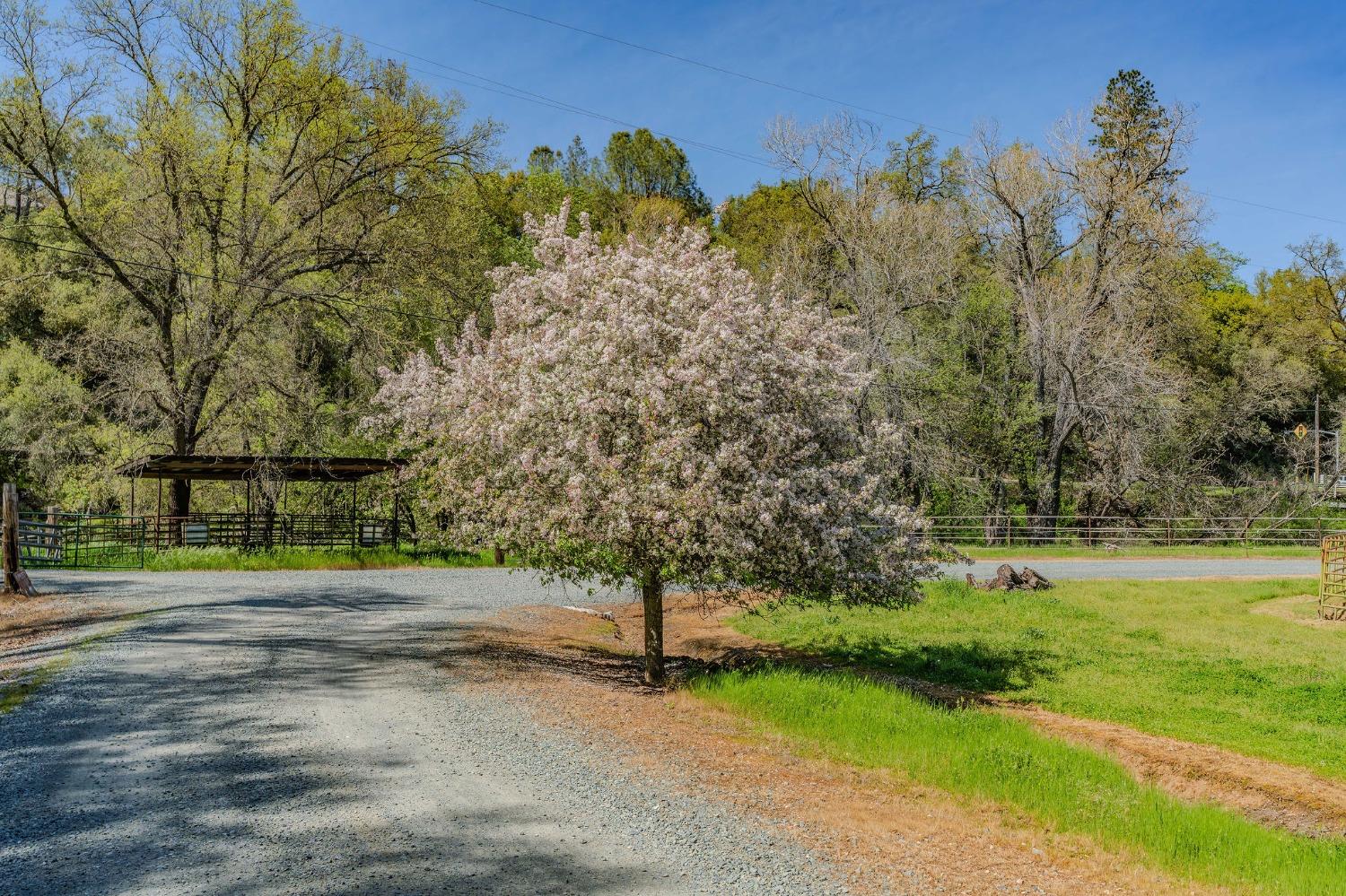 Detail Gallery Image 70 of 98 For 15900 State Highway 88, Jackson,  CA 95642 - 3 Beds | 2 Baths