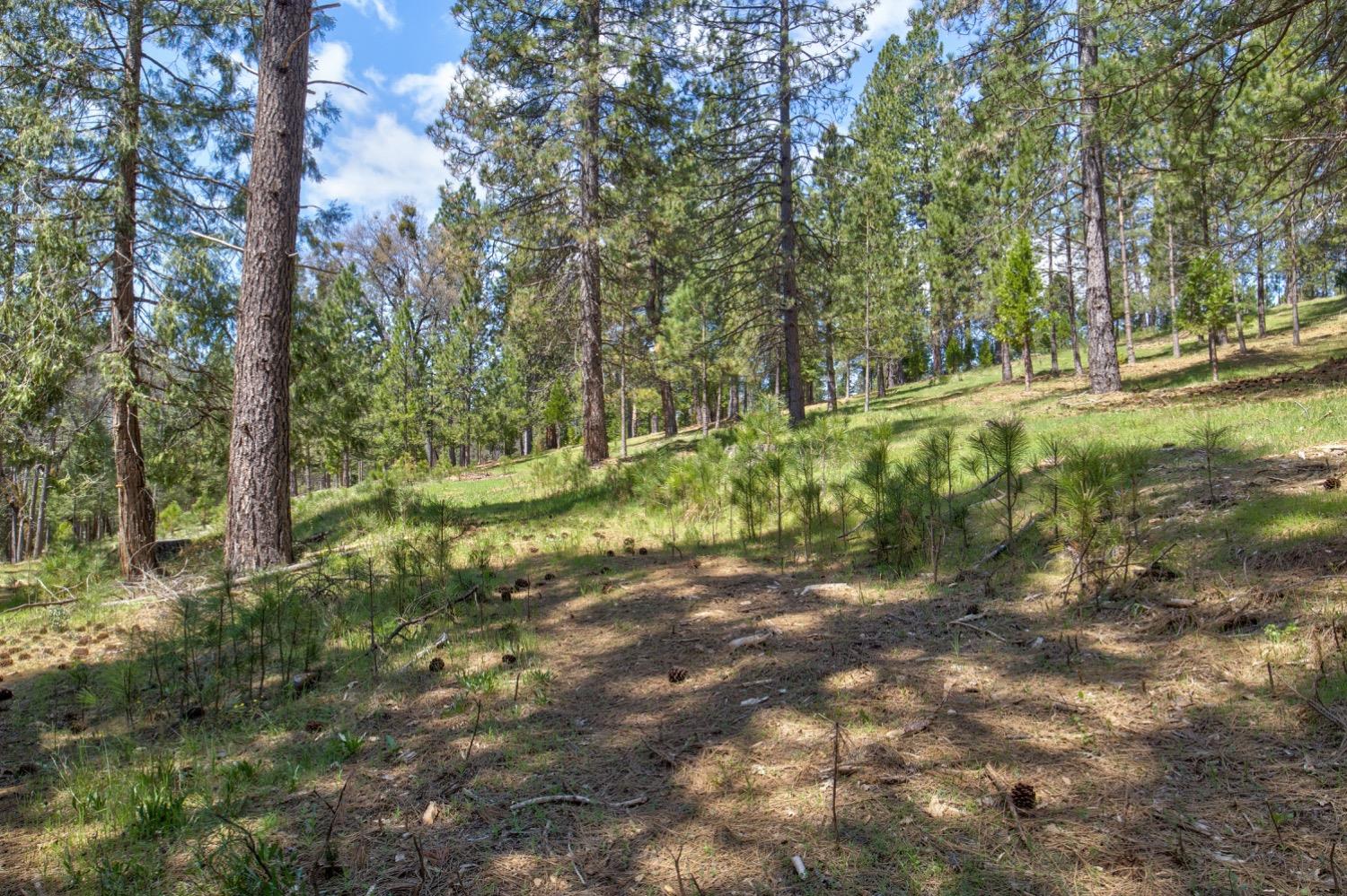 Detail Gallery Image 91 of 99 For 7401 Schaad Rd, Wilseyville,  CA 95257 - 2 Beds | 2 Baths