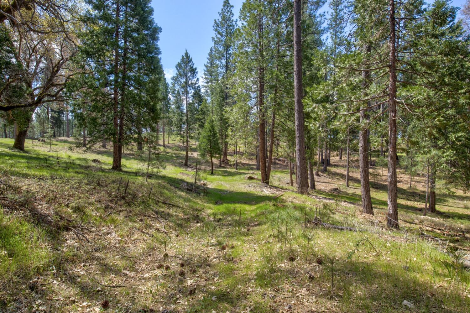 Detail Gallery Image 81 of 99 For 7401 Schaad Rd, Wilseyville,  CA 95257 - 2 Beds | 2 Baths