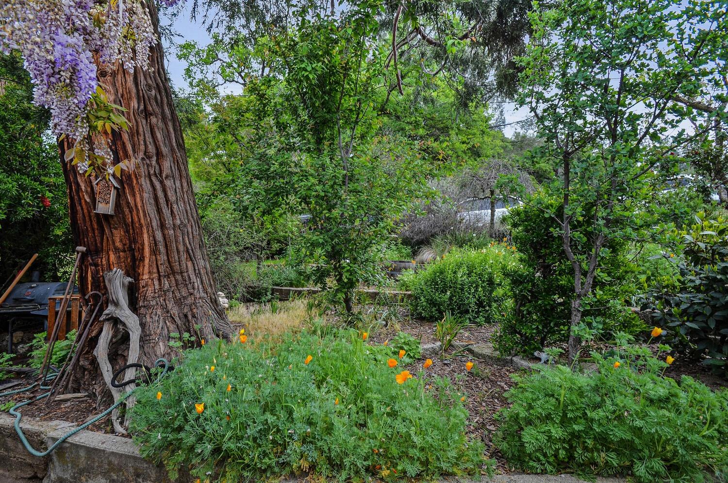 Detail Gallery Image 53 of 73 For 14849 Bunker Hill Rd, Amador City,  CA 95601 - 3 Beds | 2 Baths