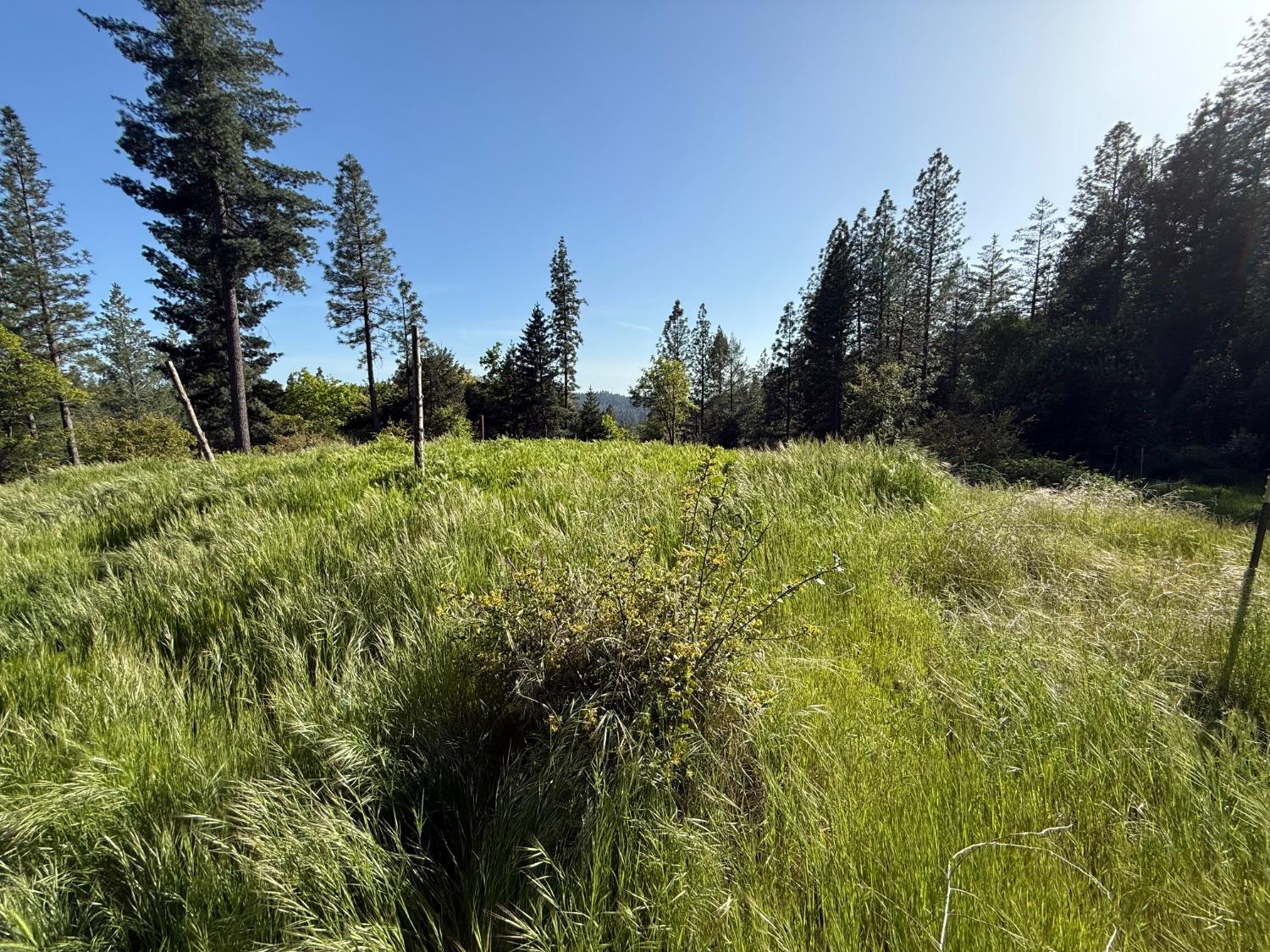 Grizzly Creek Road, Nevada City, California image 4