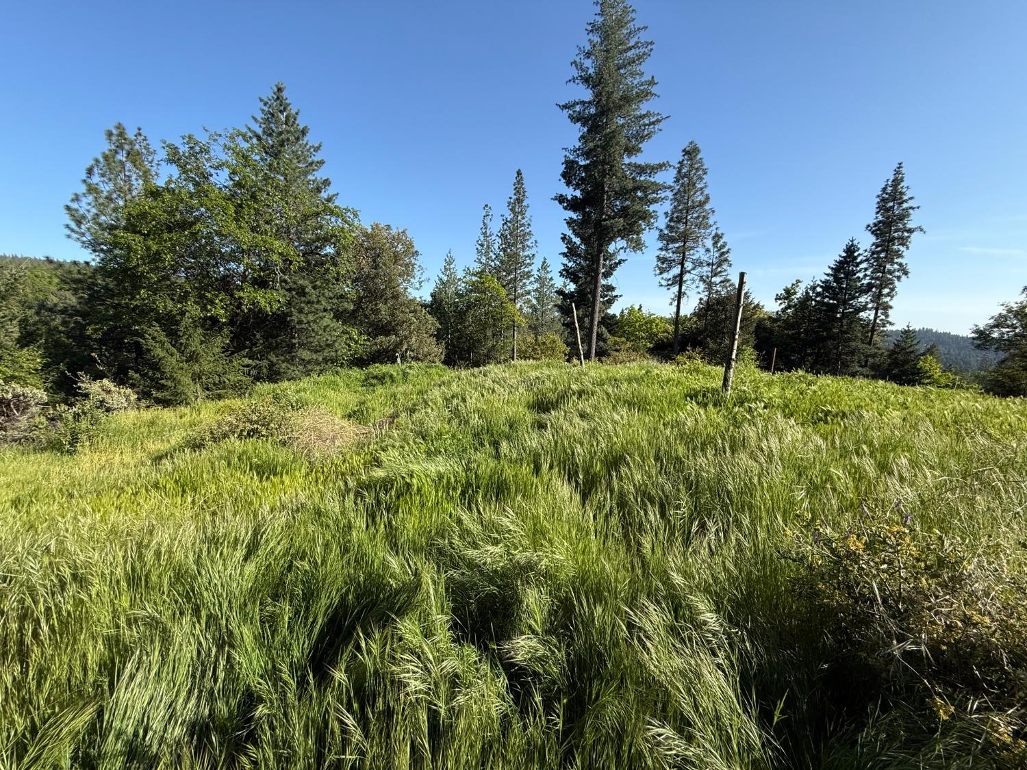 Grizzly Creek Road, Nevada City, California image 5