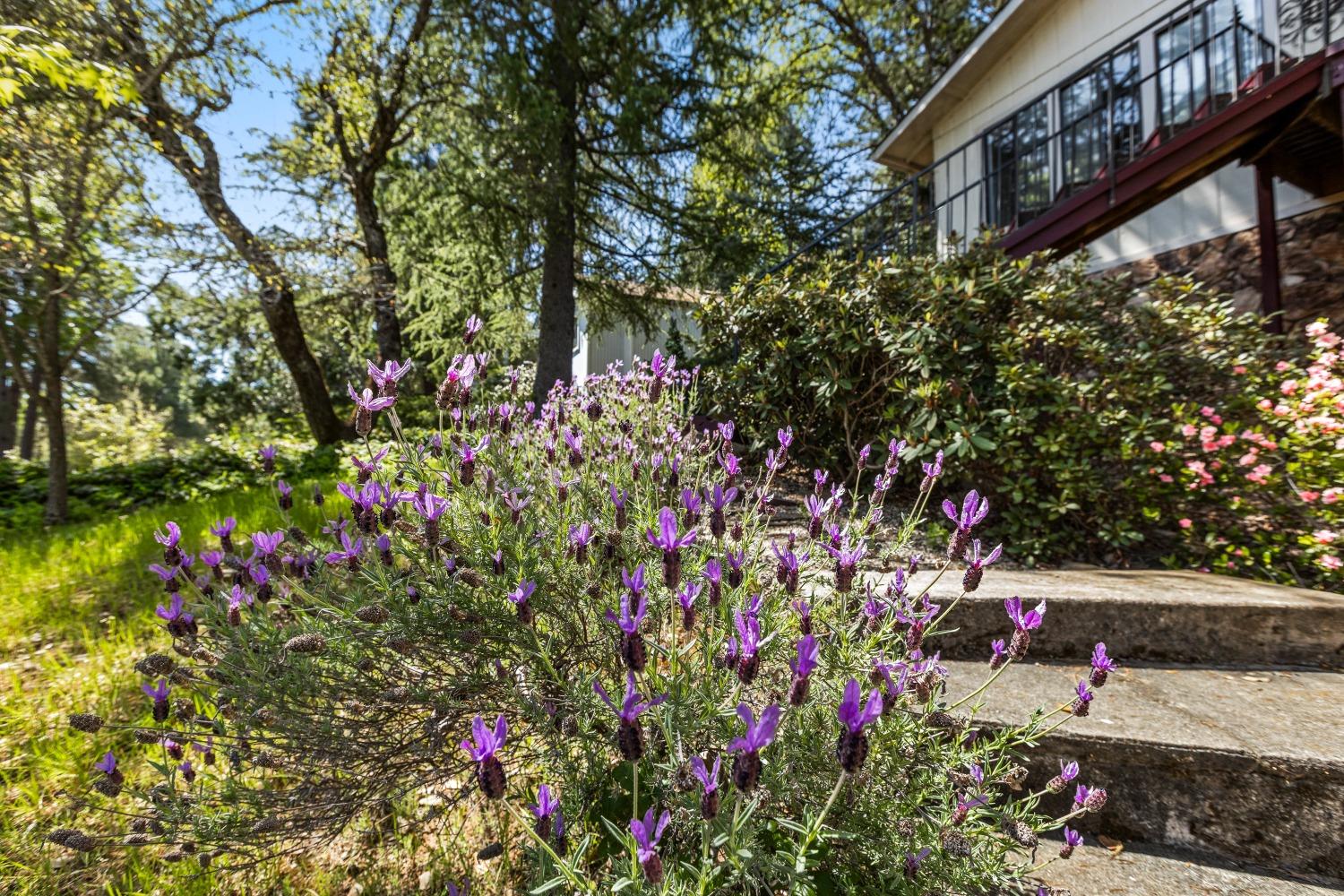 Detail Gallery Image 31 of 38 For 12910 Roadrunner Dr, Penn Valley,  CA 95946 - 3 Beds | 2 Baths