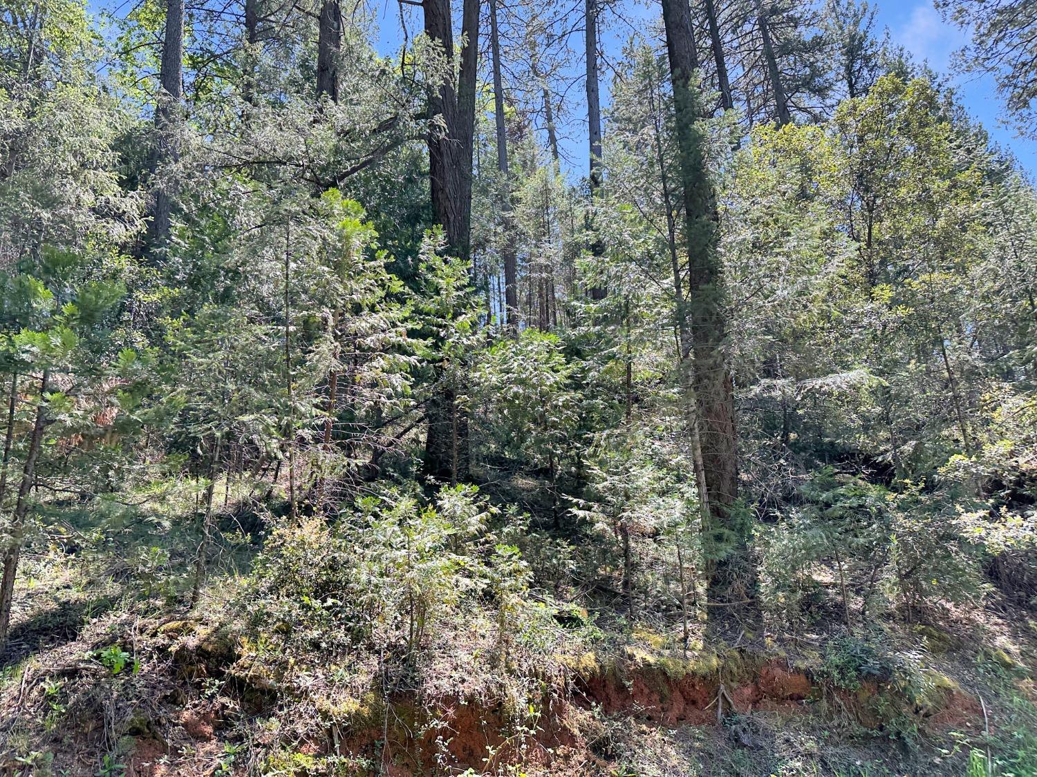 Norton Grade, Colfax, California image 5