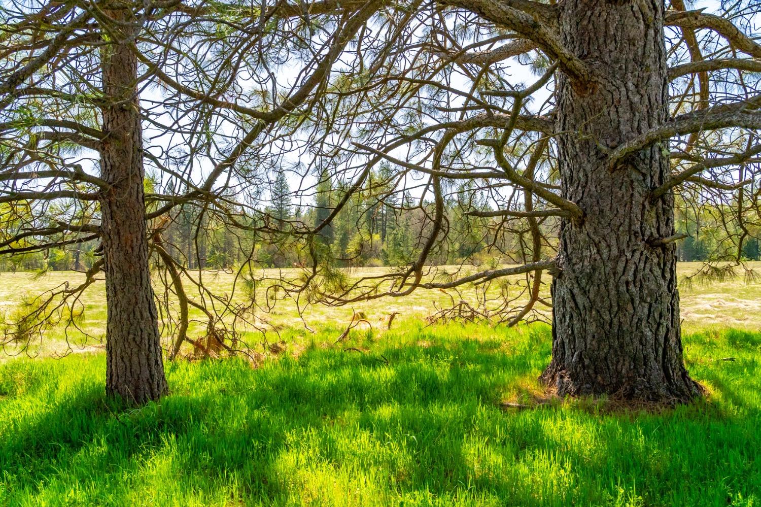 TBD Fiske Road, Coulterville, California image 3