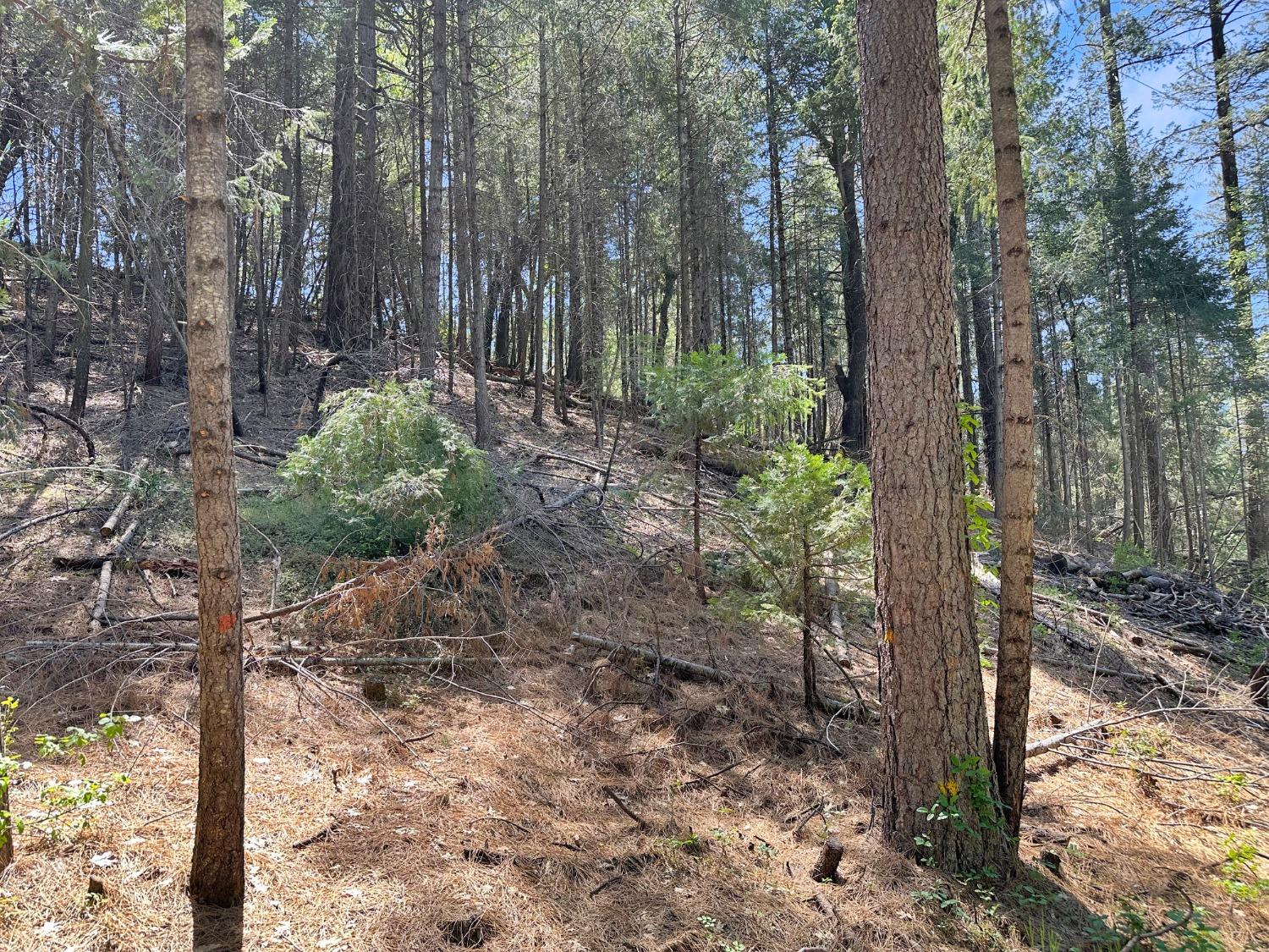 Norton Grade, Colfax, California image 2