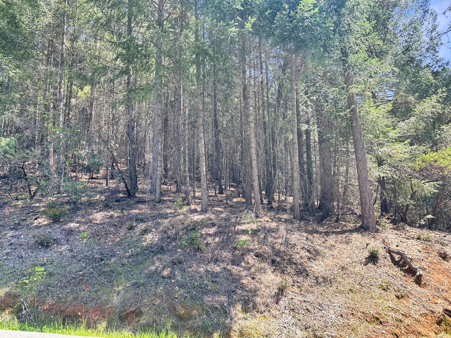 Norton Grade, Colfax, California image 6