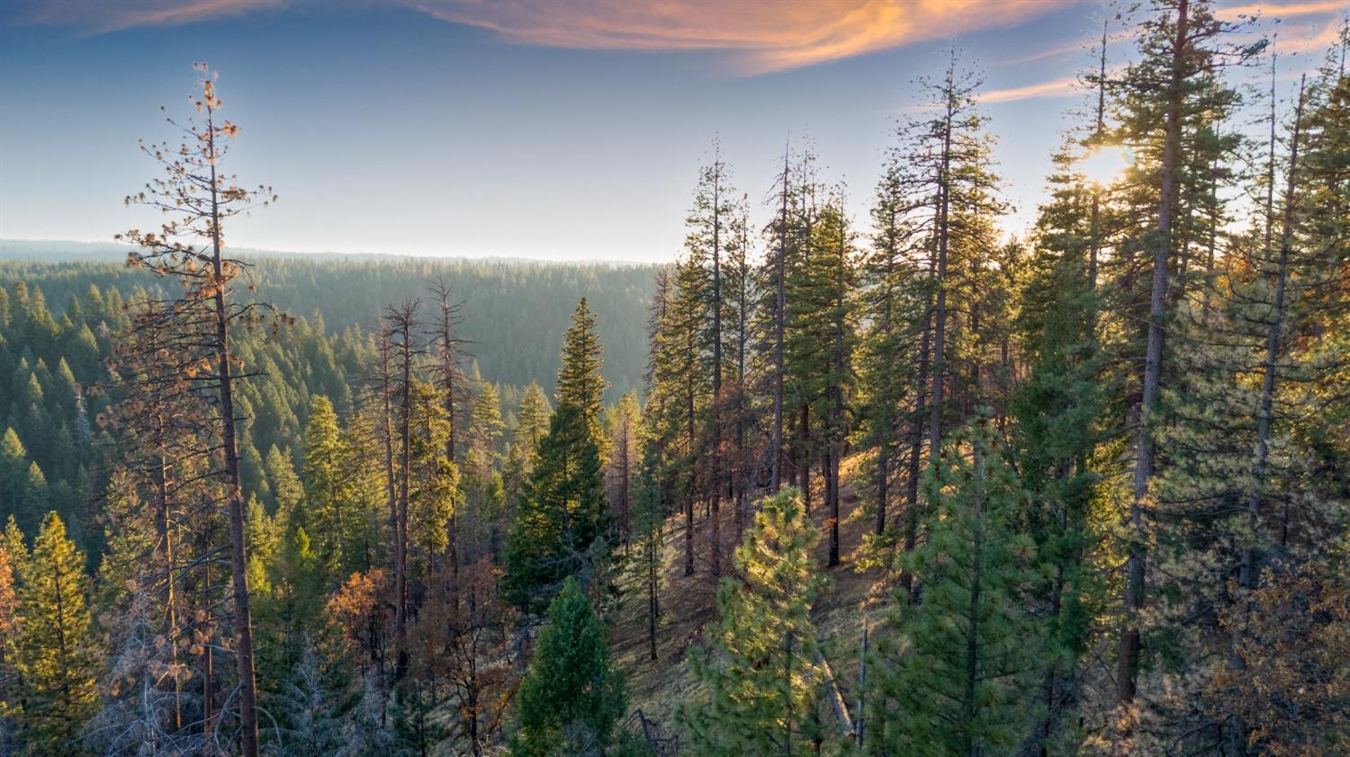 Wildrose Drive, Grizzly Flats, California image 49
