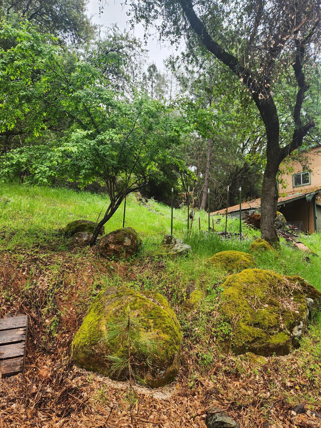 Patricia Way, Grass Valley, California image 6