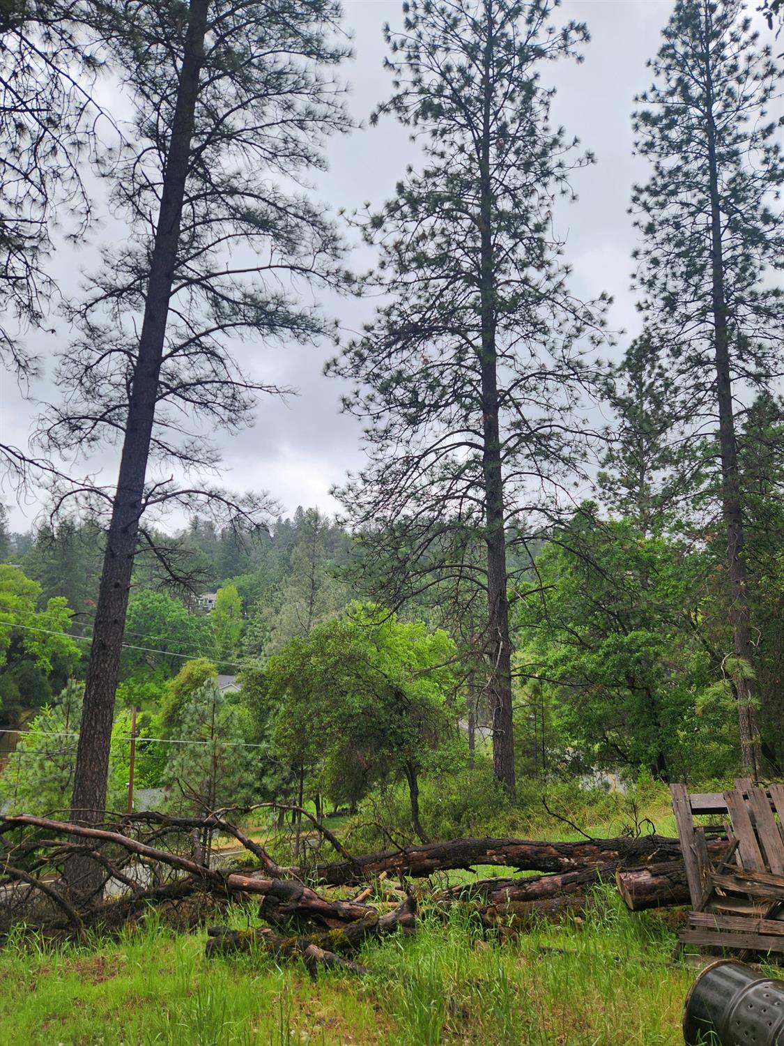 Patricia Way, Grass Valley, California image 7