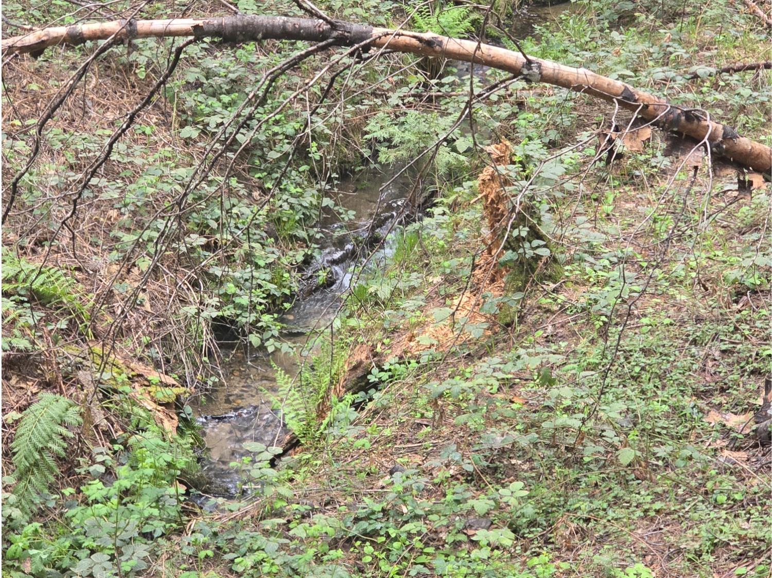 Grizzly Flat Road, Grizzly Flats, California image 31