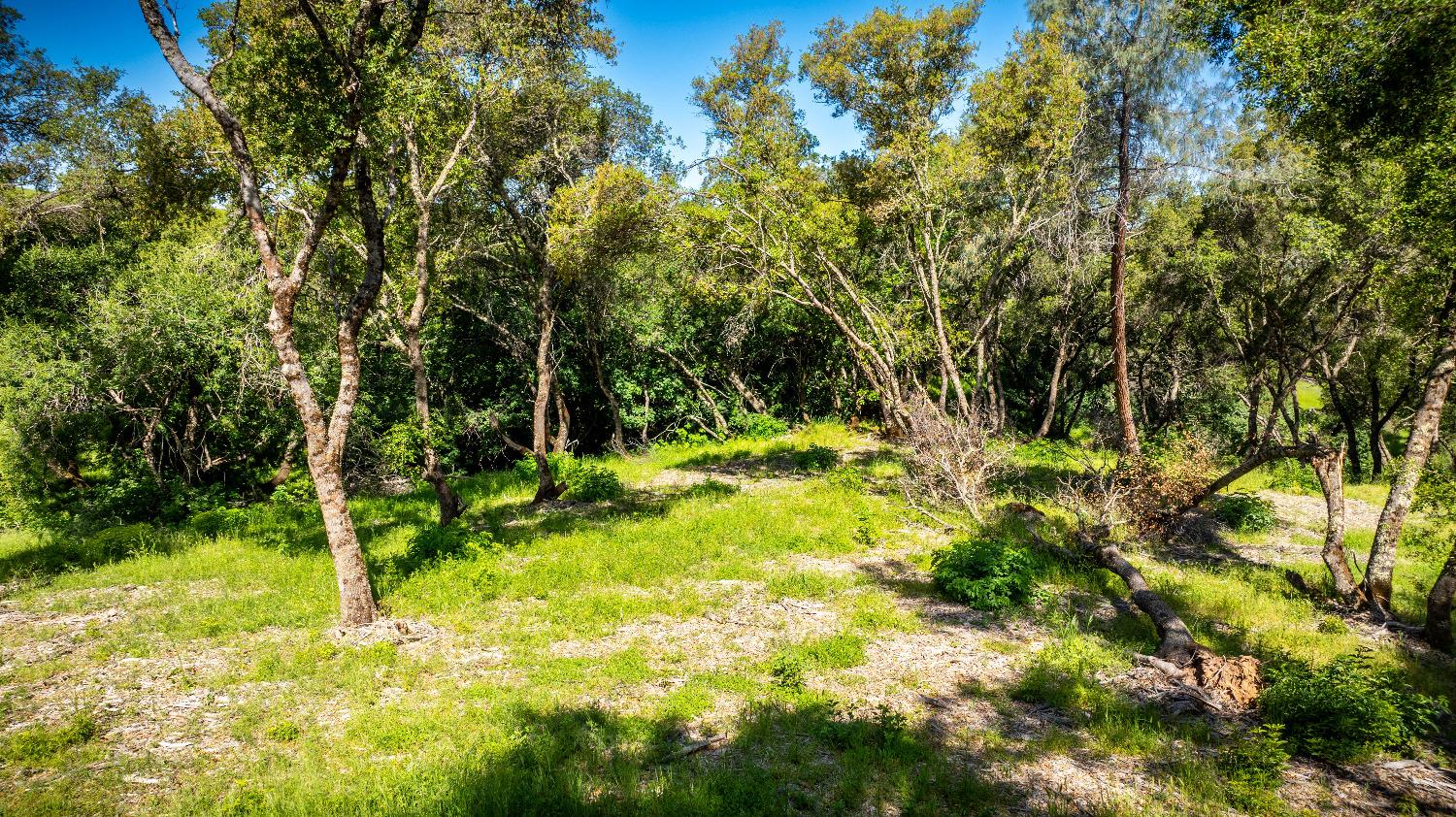 Sunshine Lane, Mokelumne Hill, California image 25