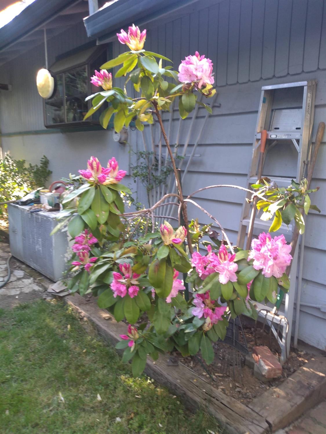 Sylvan Vista Drive, Auburn, California image 7