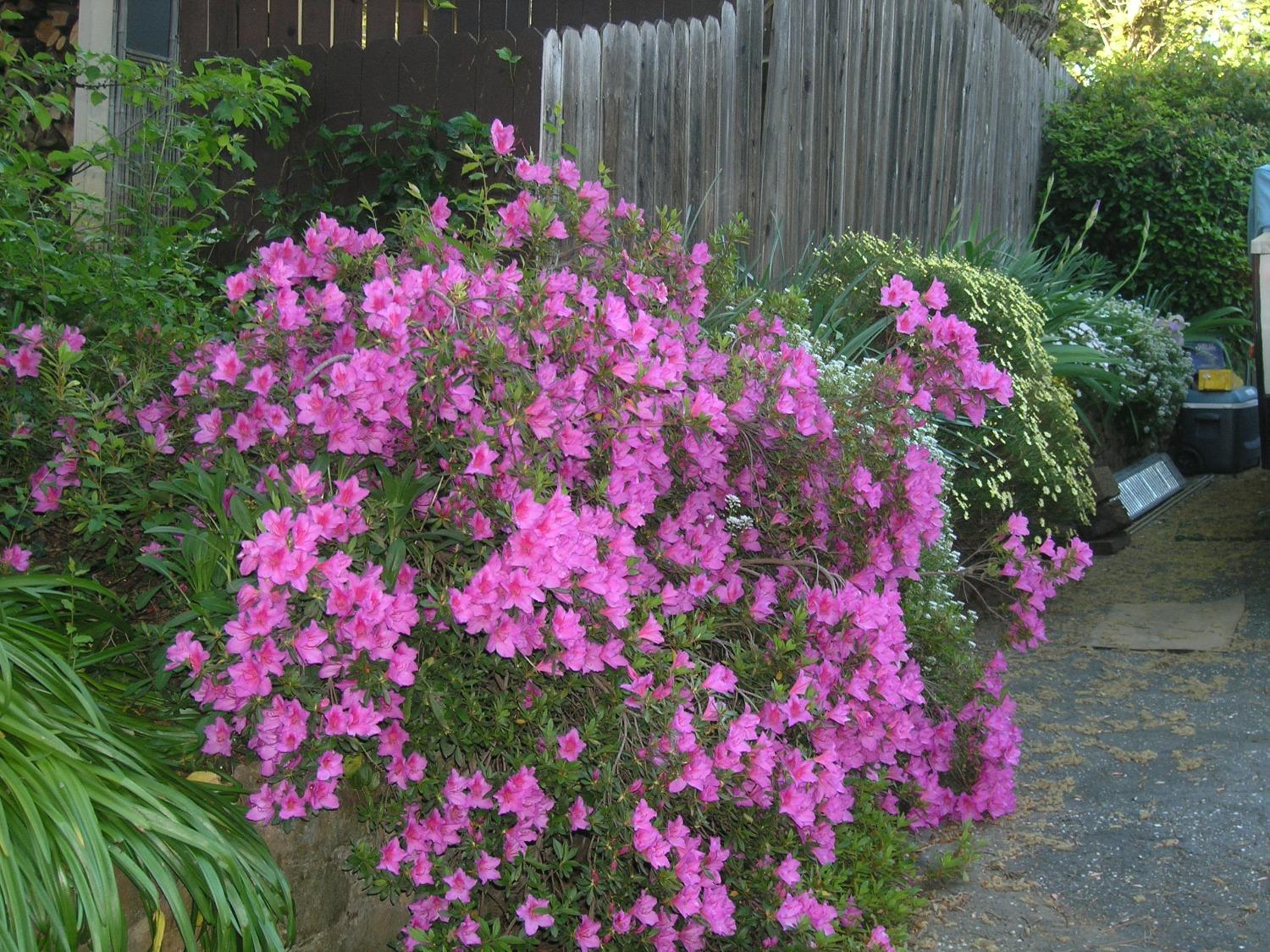 Sylvan Vista Drive, Auburn, California image 6