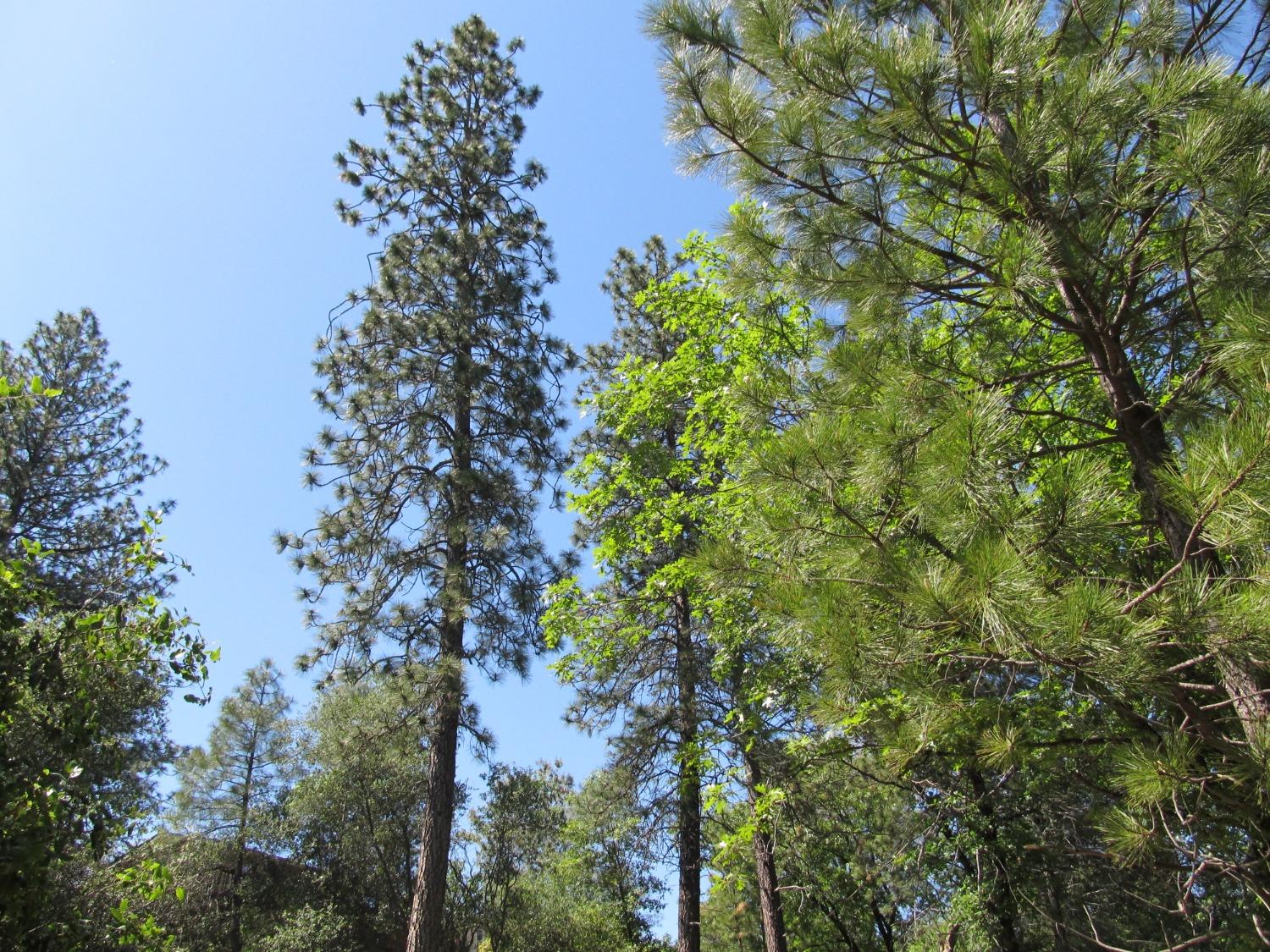 Mona Drive, Placerville, California image 5