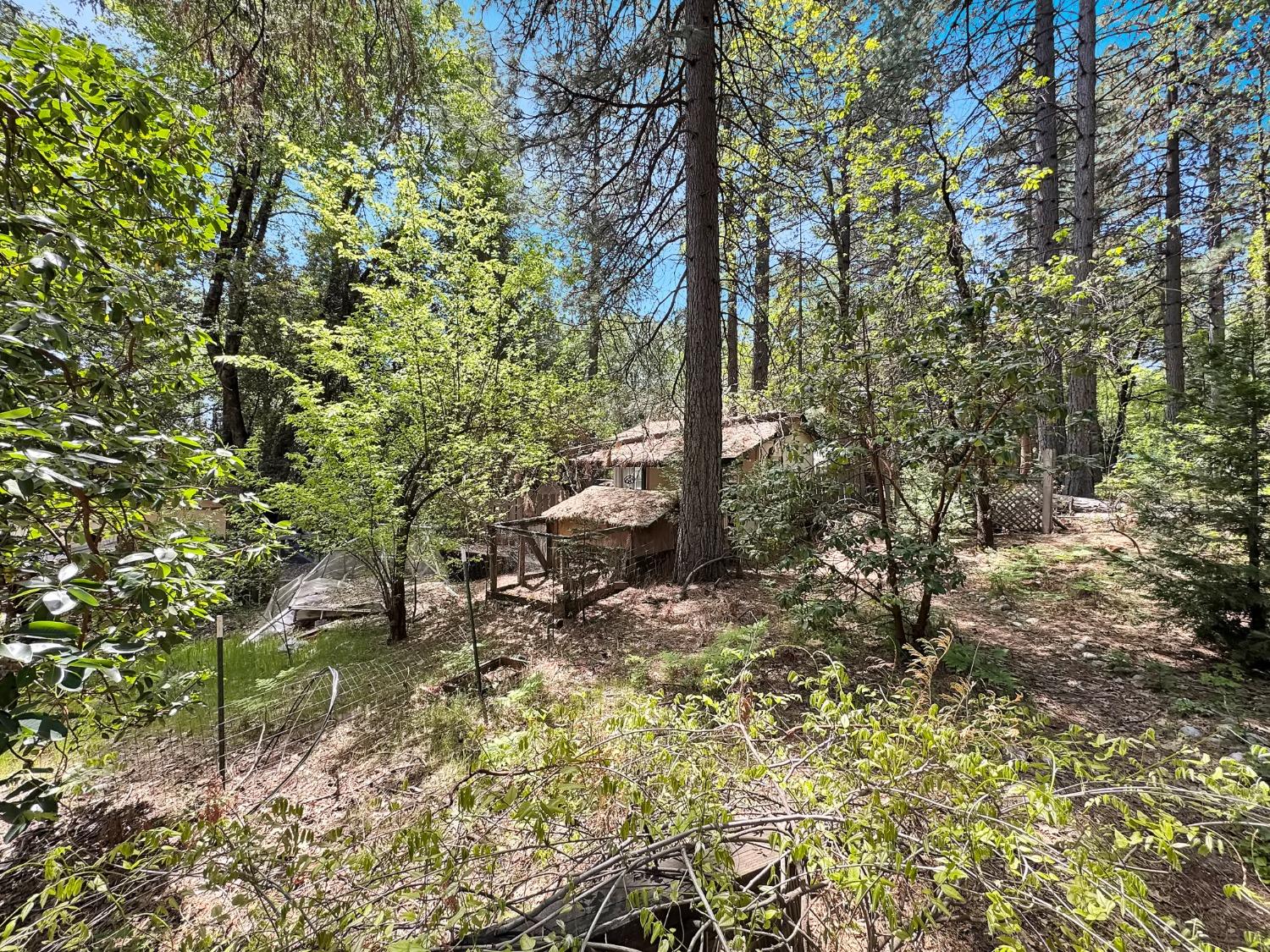 Buckeye Road, Nevada City, California image 15