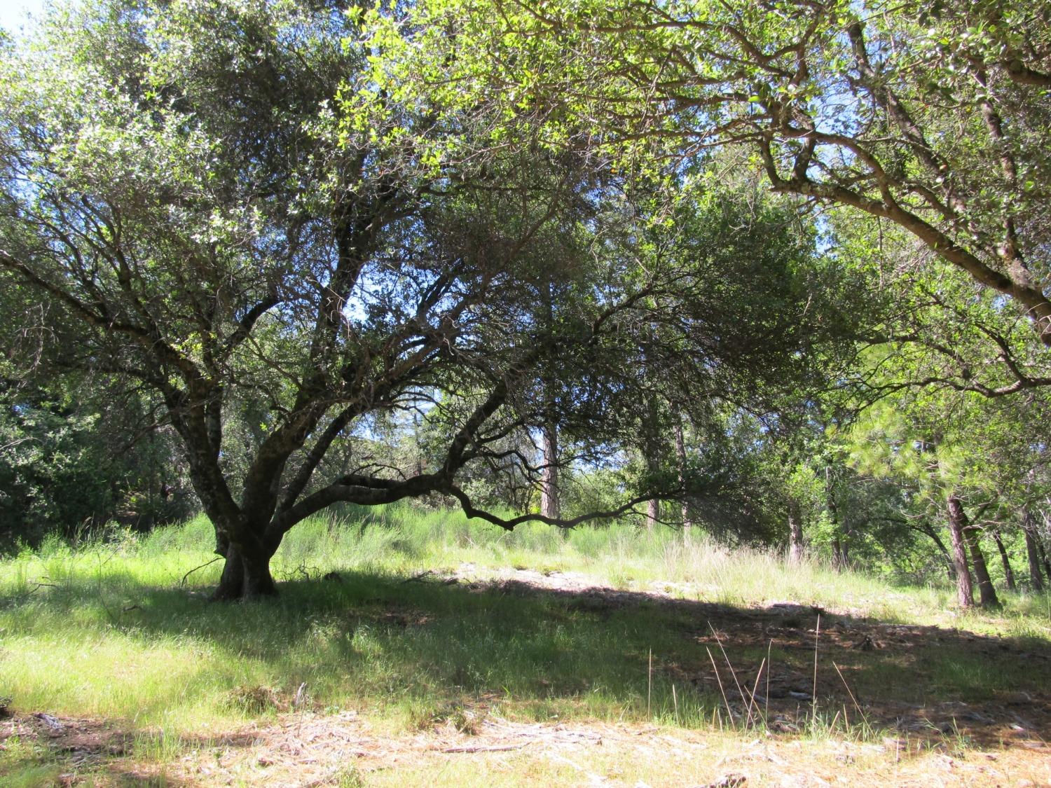 Mona Drive, Placerville, California image 7