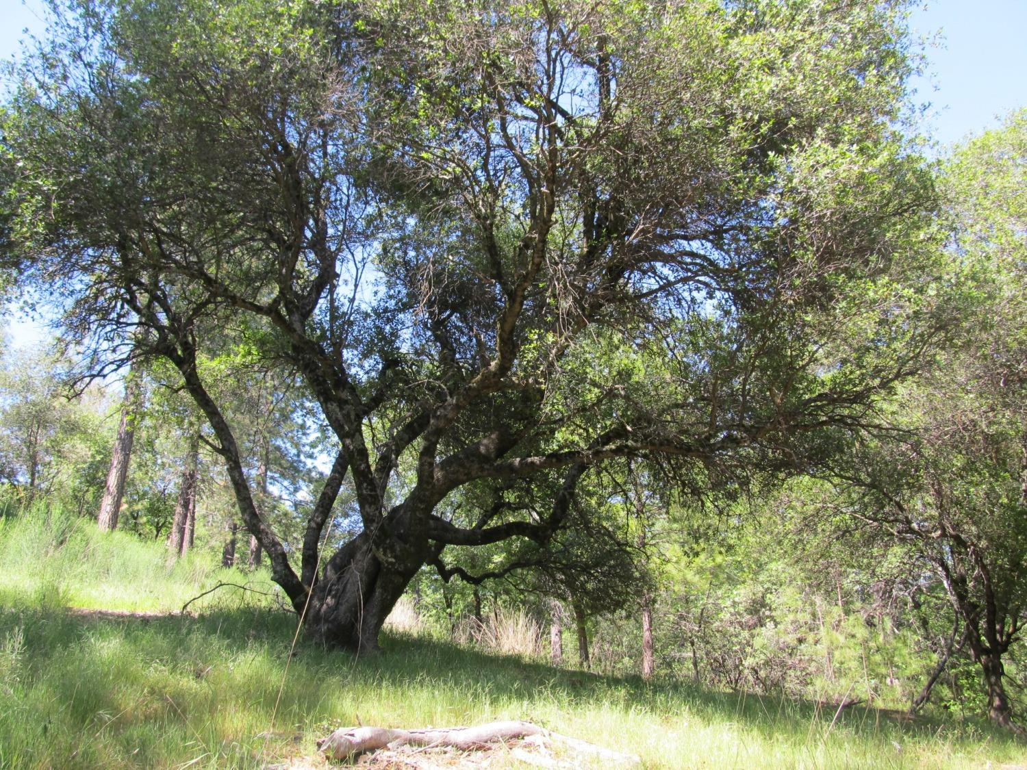 Mona Drive, Placerville, California image 2