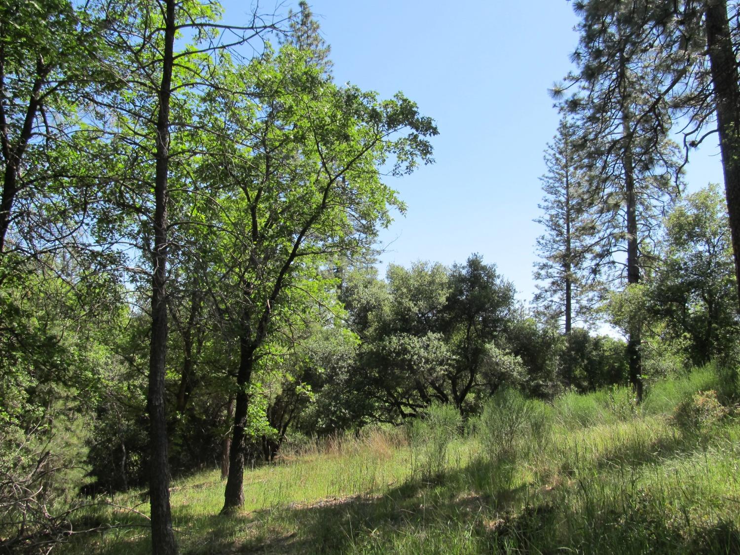 Mona Drive, Placerville, California image 10