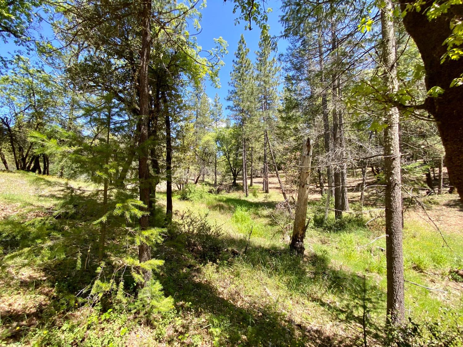 Red Dog Road, Nevada City, California image 24