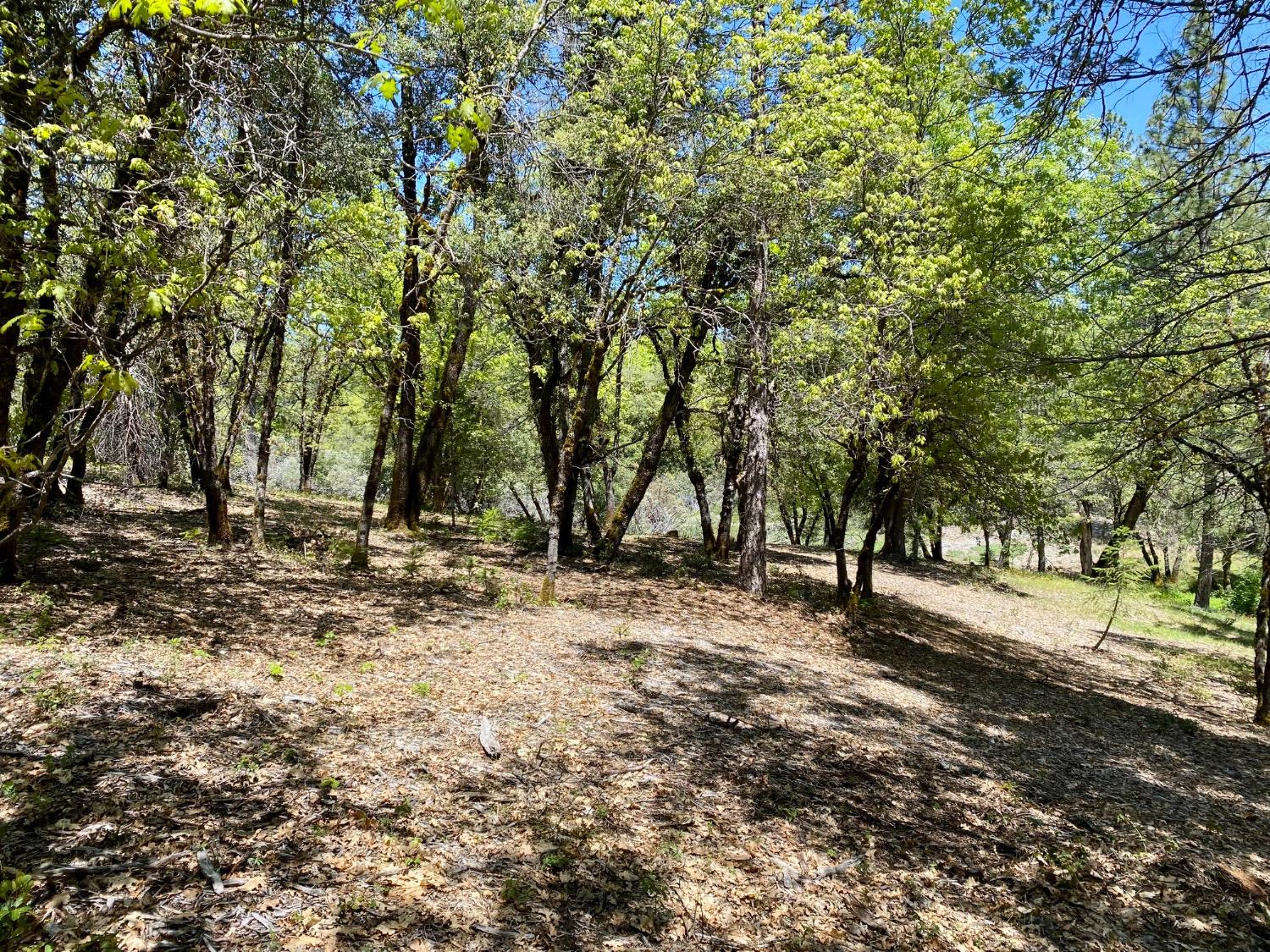 Red Dog Road, Nevada City, California image 32