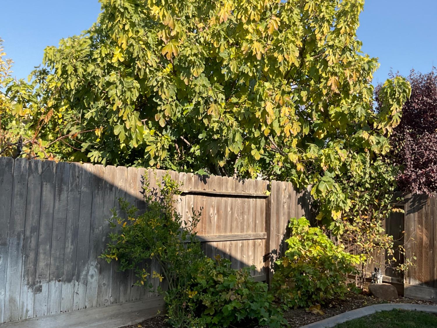 W Pincay Street, Merced, California image 30