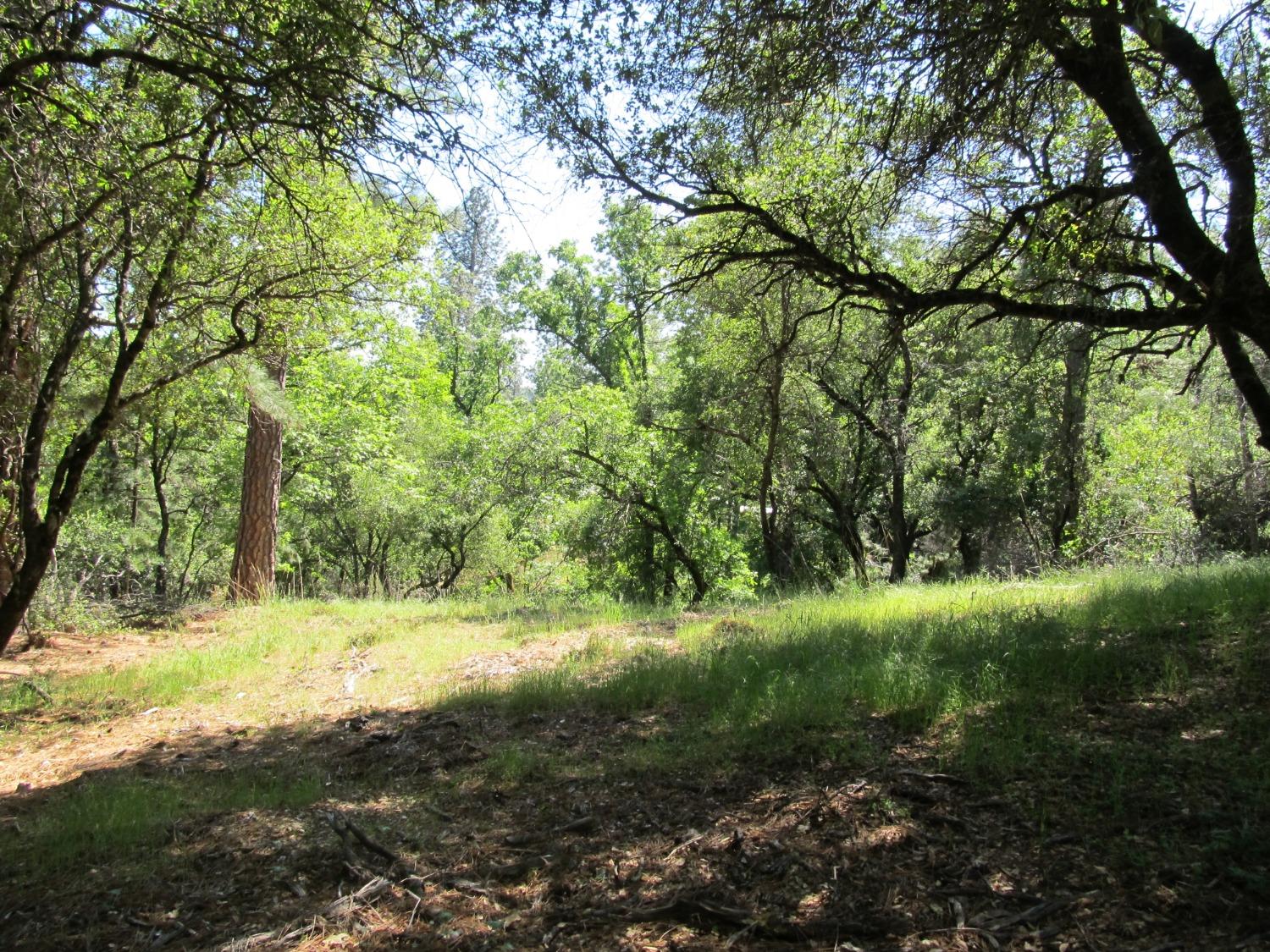 Mona Drive, Placerville, California image 4