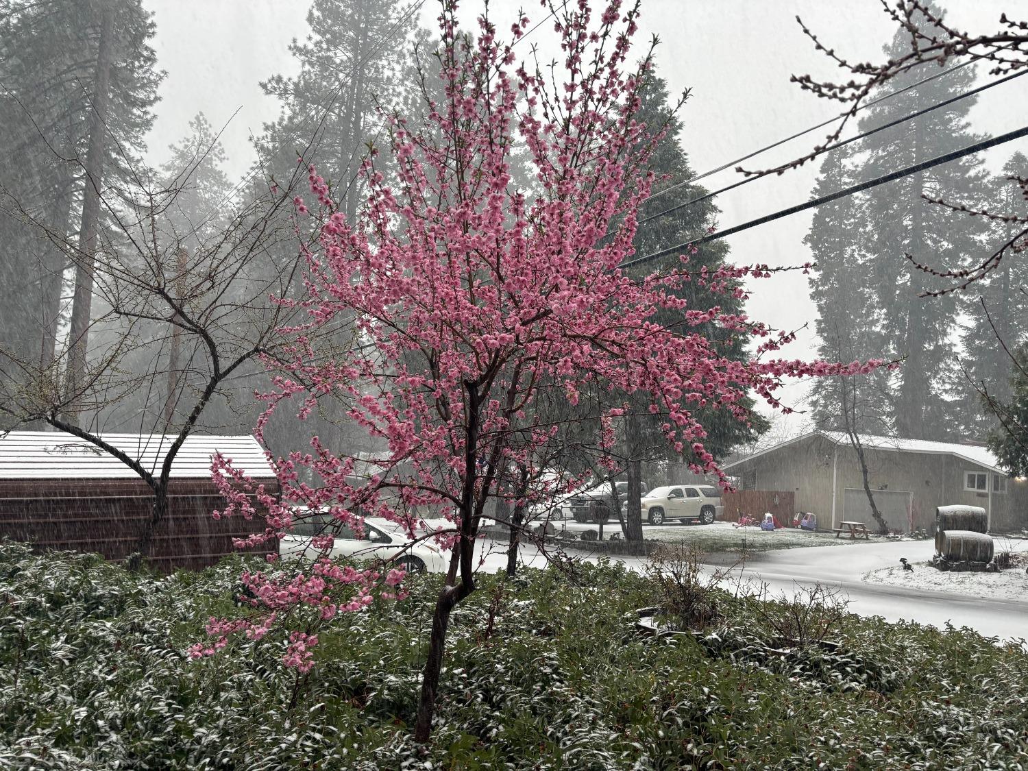 Ridgeway Drive, Pollock Pines, California image 31