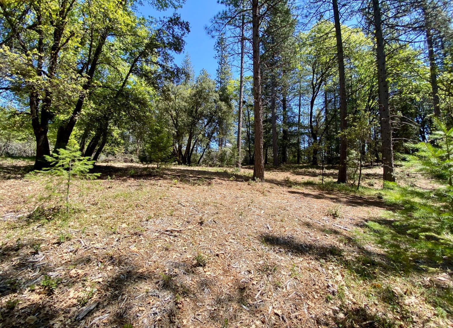 Red Dog Road, Nevada City, California image 2