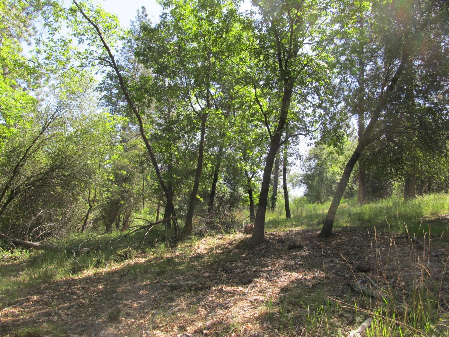 Mona Drive, Placerville, California image 6