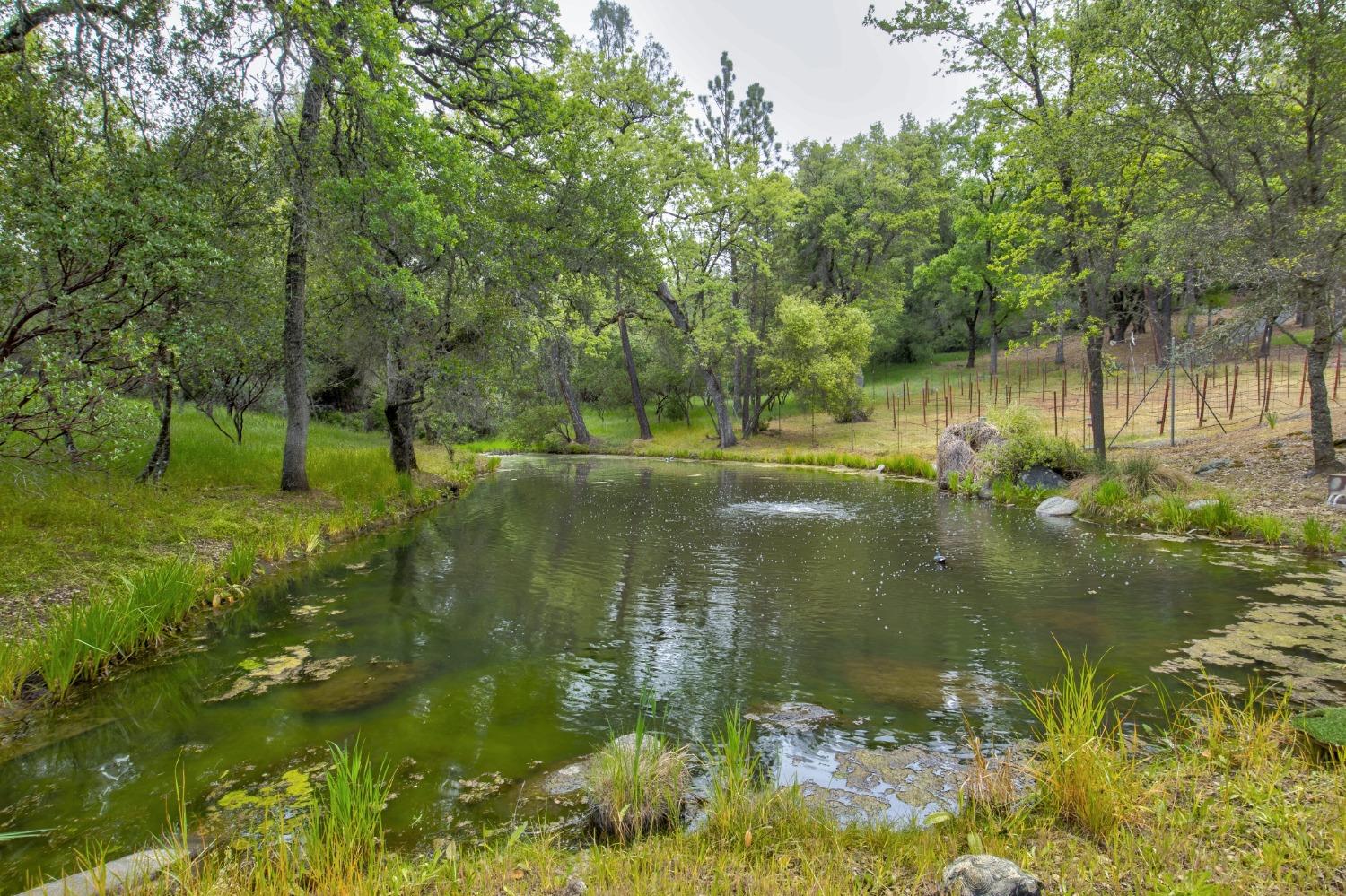Detail Gallery Image 77 of 97 For 6909 Flat Creek Rd, Somerset,  CA 95684 - 3 Beds | 2/1 Baths