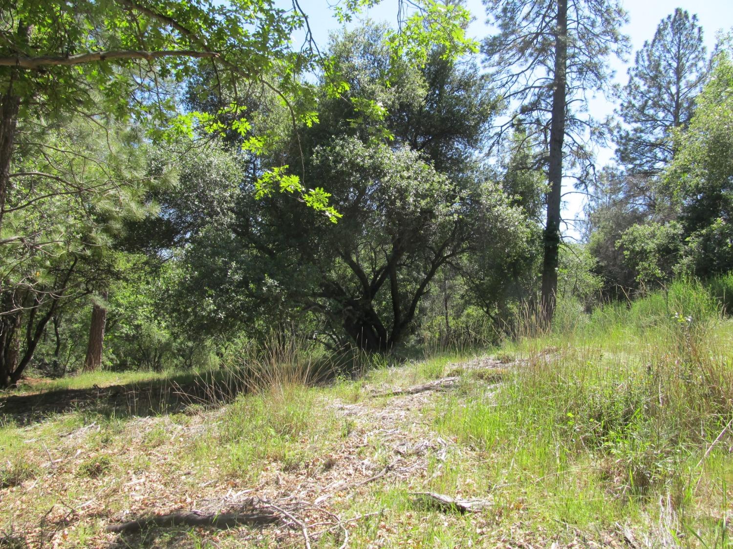 Mona Drive, Placerville, California image 3