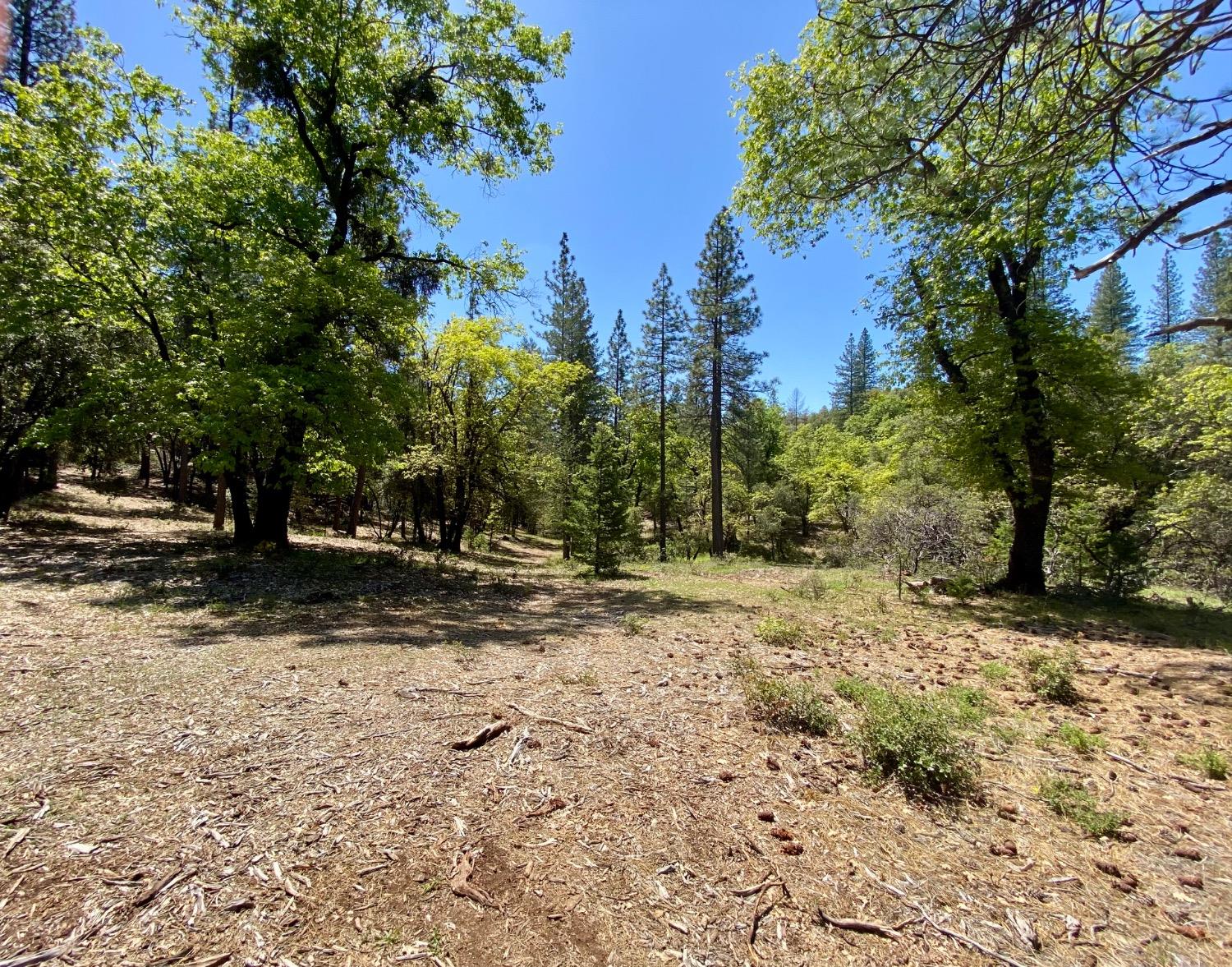 Red Dog Road, Nevada City, California image 8
