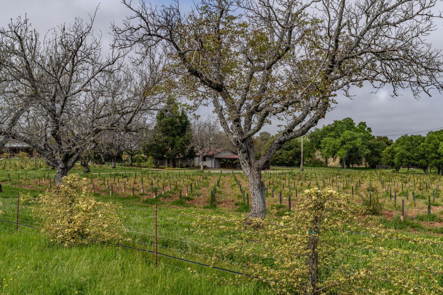 Shenandoah Road, Plymouth, California image 37