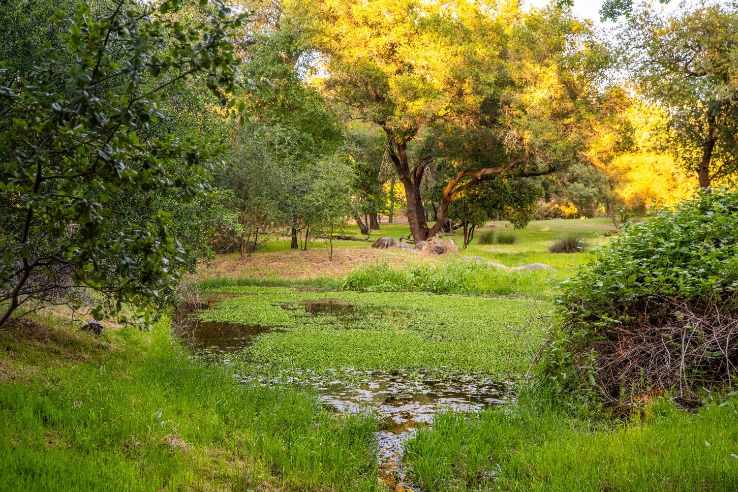 Fox Meadow, Granite Bay, California image 12