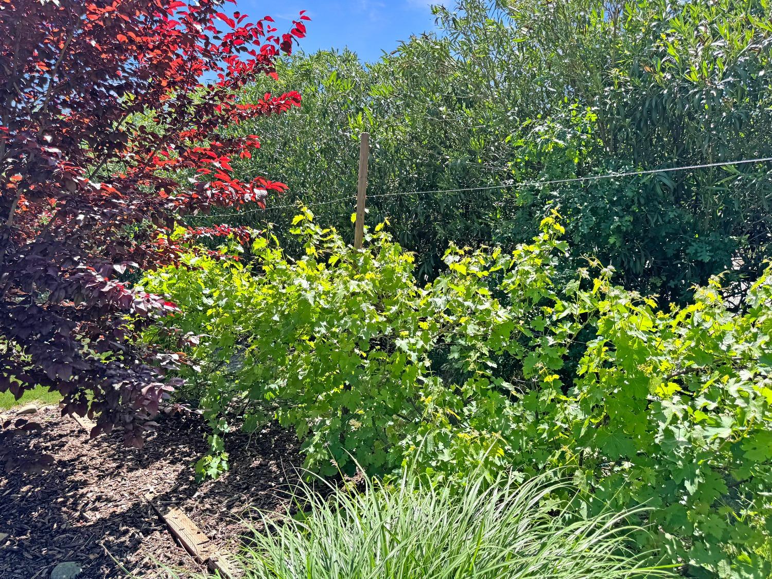 Detail Gallery Image 37 of 41 For 2100 Quail Ranch Ct, Elverta,  CA 95626 - 4 Beds | 2 Baths