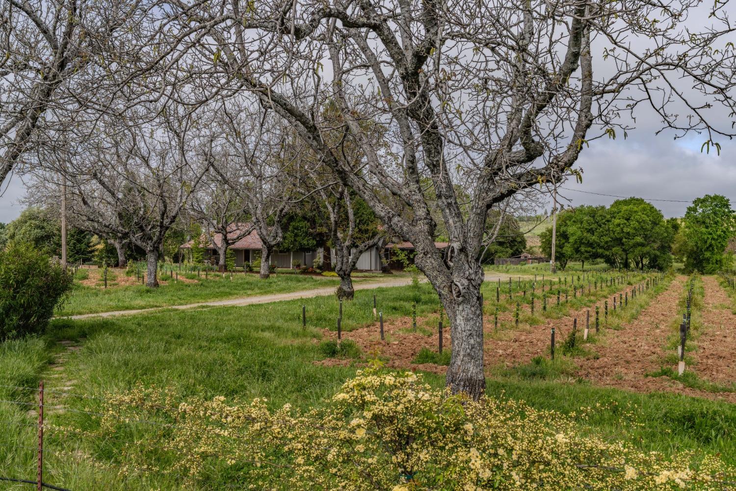 Shenandoah Road, Plymouth, California image 38