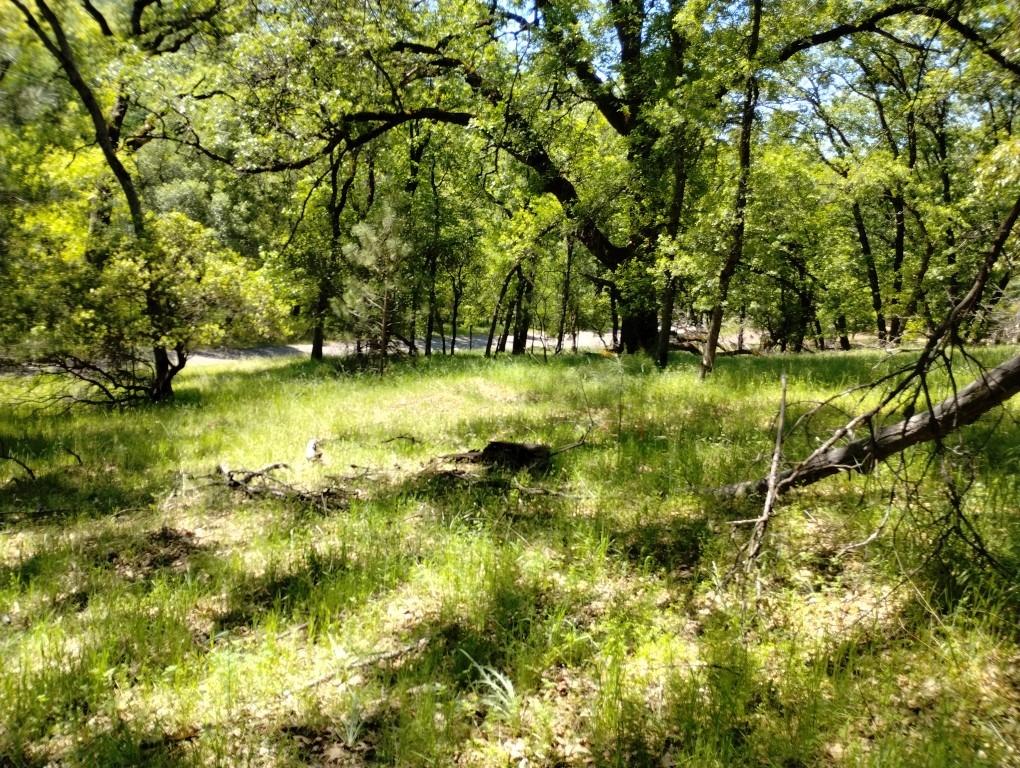 Wolf Creek Road, Grass Valley, California image 14