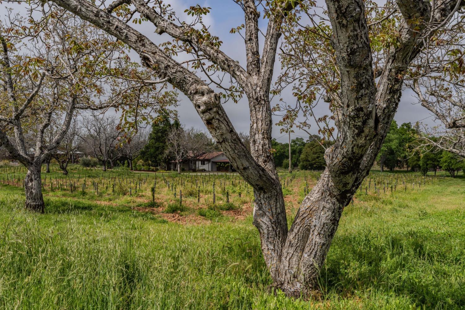 Shenandoah Road, Plymouth, California image 36