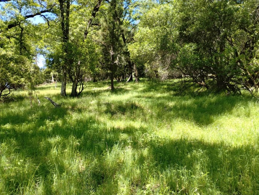 Wolf Creek Road, Grass Valley, California image 4