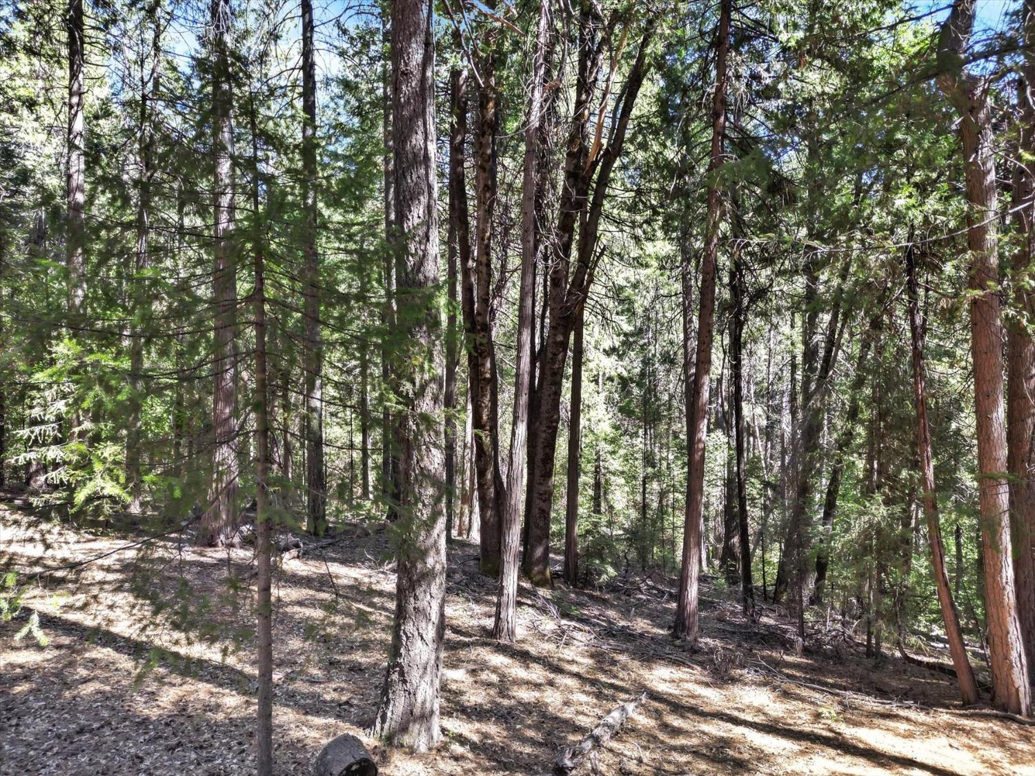 Detail Gallery Image 56 of 89 For 11555 Sky Pines Ridge Rd, Nevada City,  CA 95959 - 3 Beds | 2/2 Baths