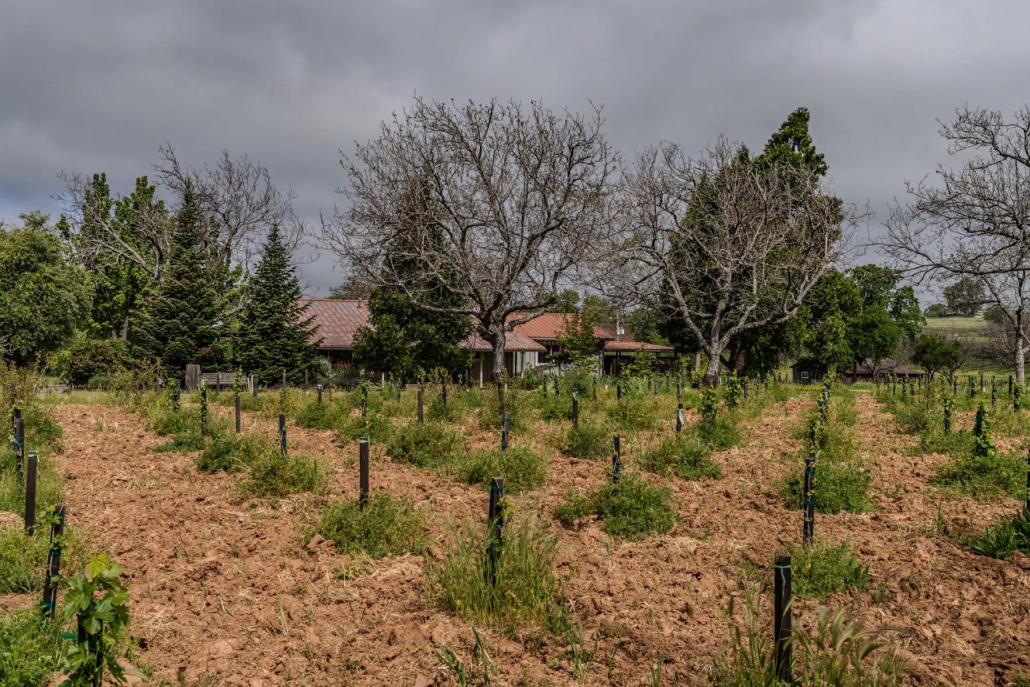 Shenandoah Road, Plymouth, California image 39