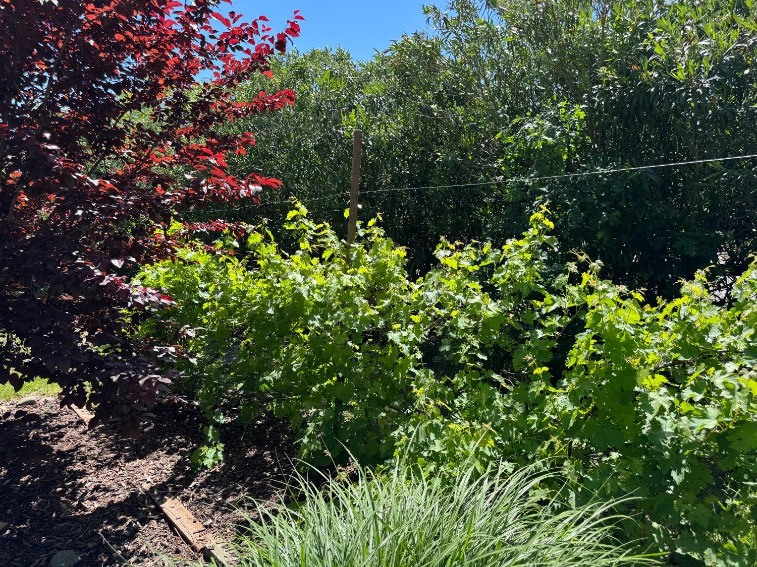 Detail Gallery Image 40 of 41 For 2100 Quail Ranch Ct, Elverta,  CA 95626 - 4 Beds | 2 Baths